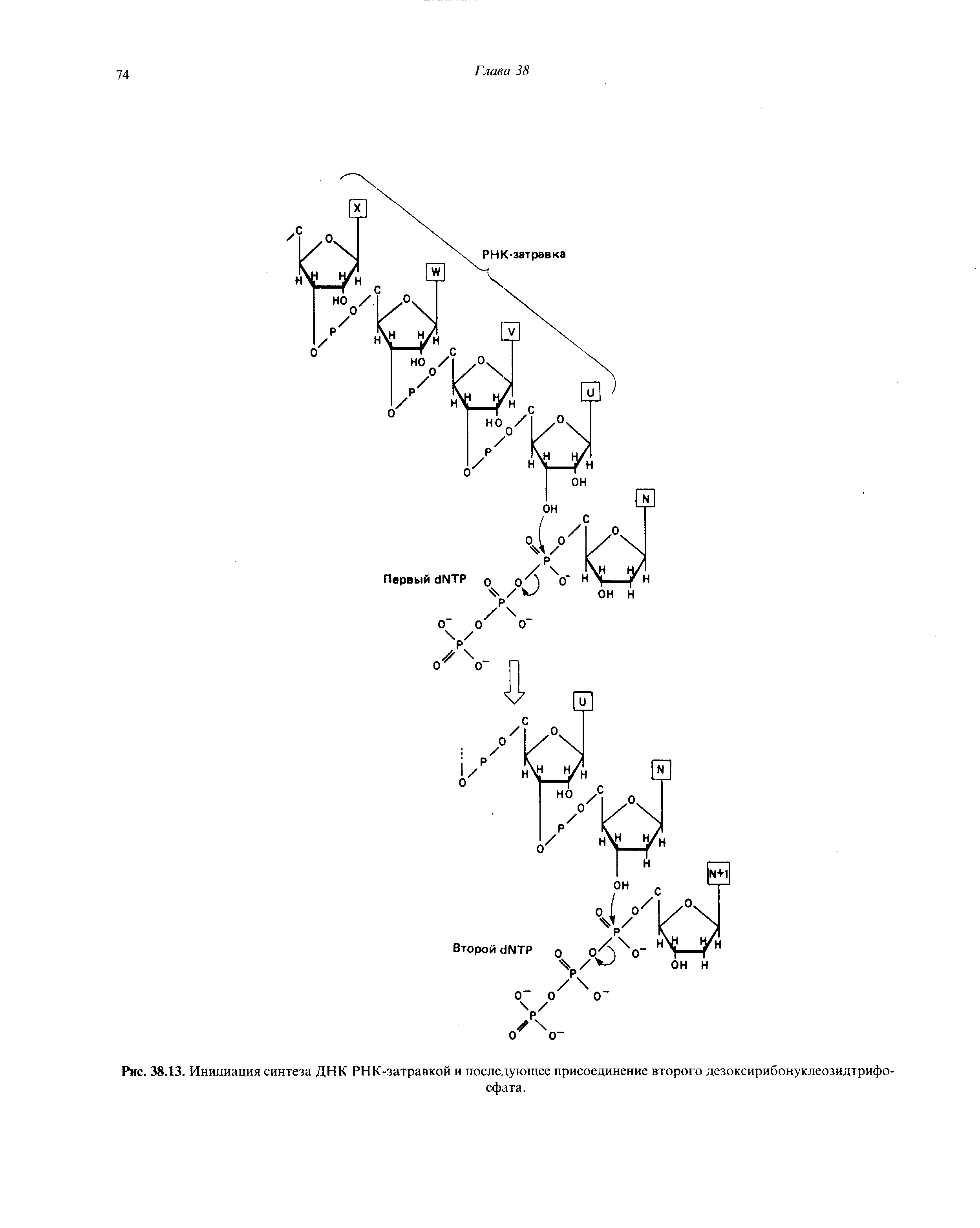 Рис. 38.13. Инициация синтеза ДНК РНК-затравкой и последующее присоединение второго дезоксирибонуклеозидтрифосфата.