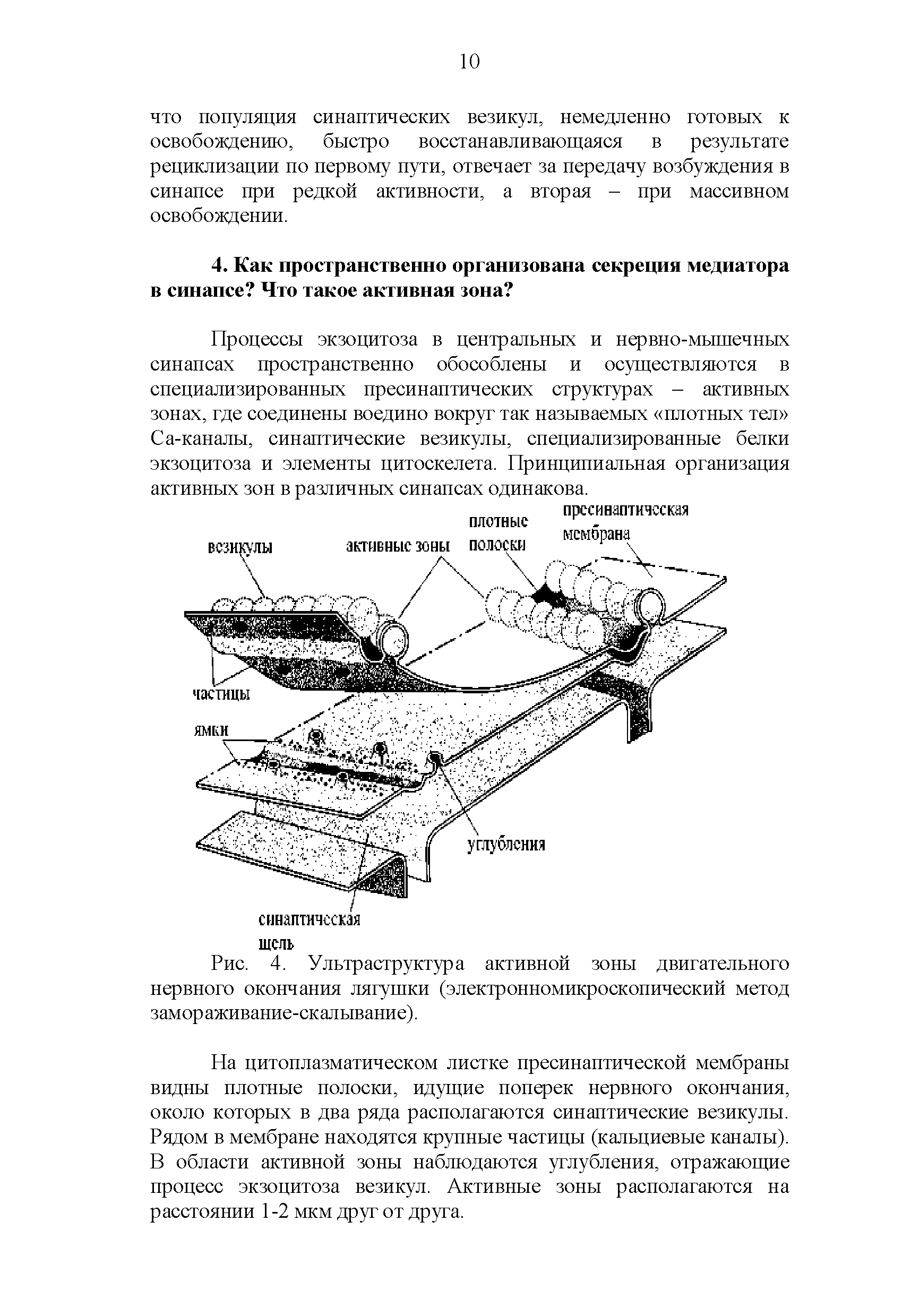 Рис. 4. Ультраструктура активной зоны двигательного нервного окончания лягушки (электронномикроскопический метод замораживание-скалывание).