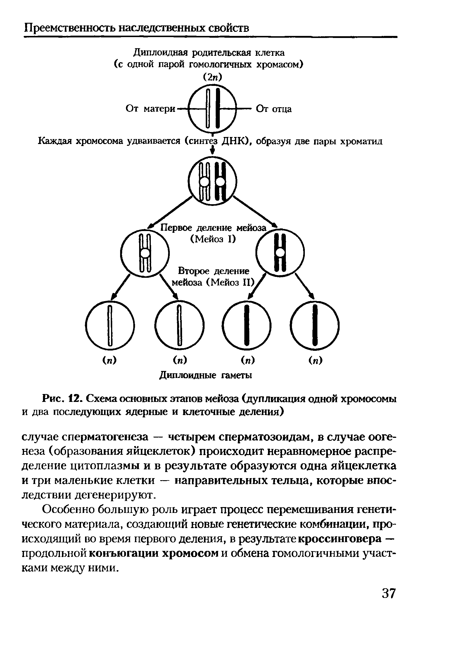 Рис. 12. Схема основных этапов мейоза (дупликация одной хромосомы и два последующих ядерные и клеточные деления)...