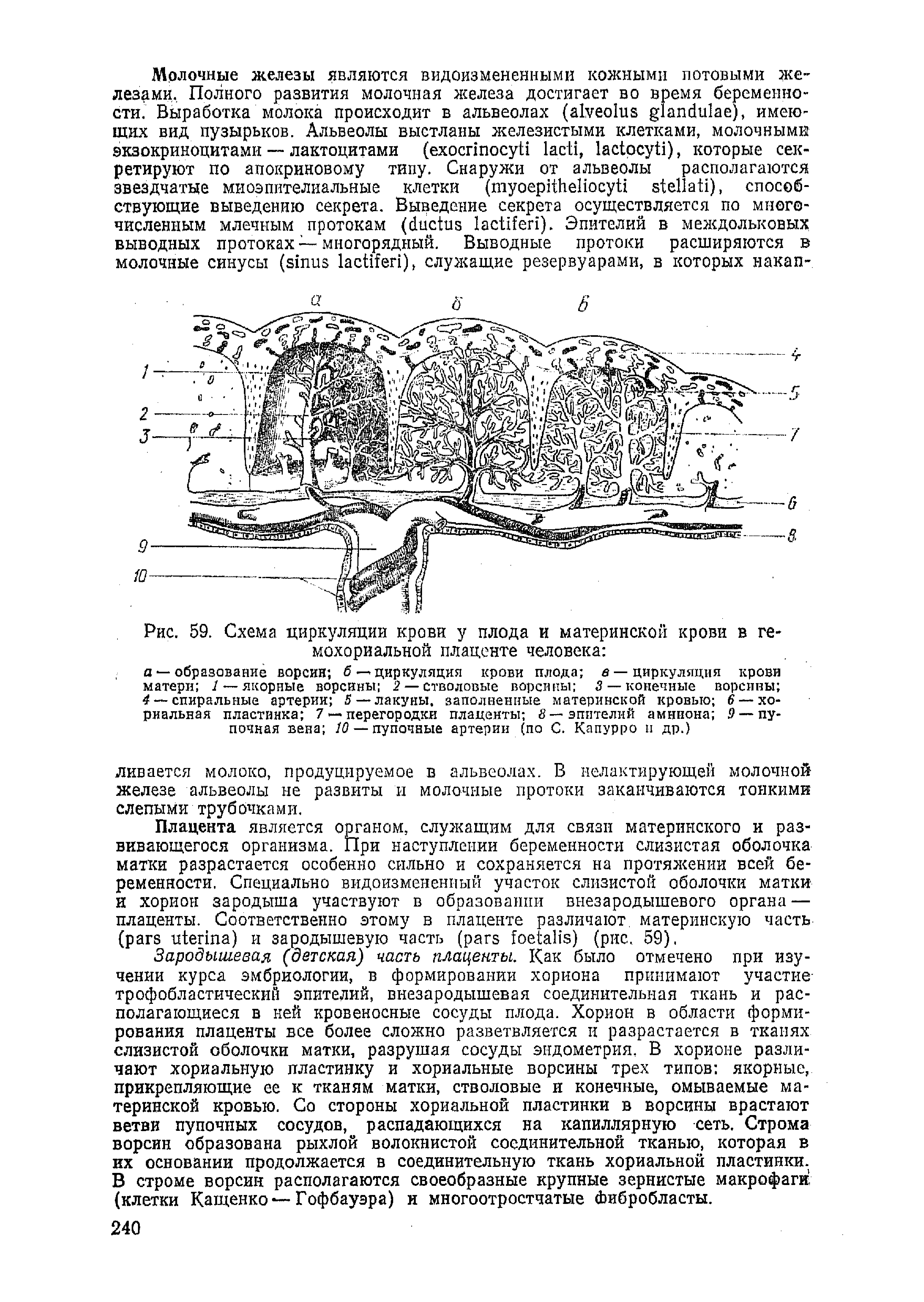 Рис. 59. Схема циркуляции крови у плода и материнской крови в гемохориальной плаценте человека ...