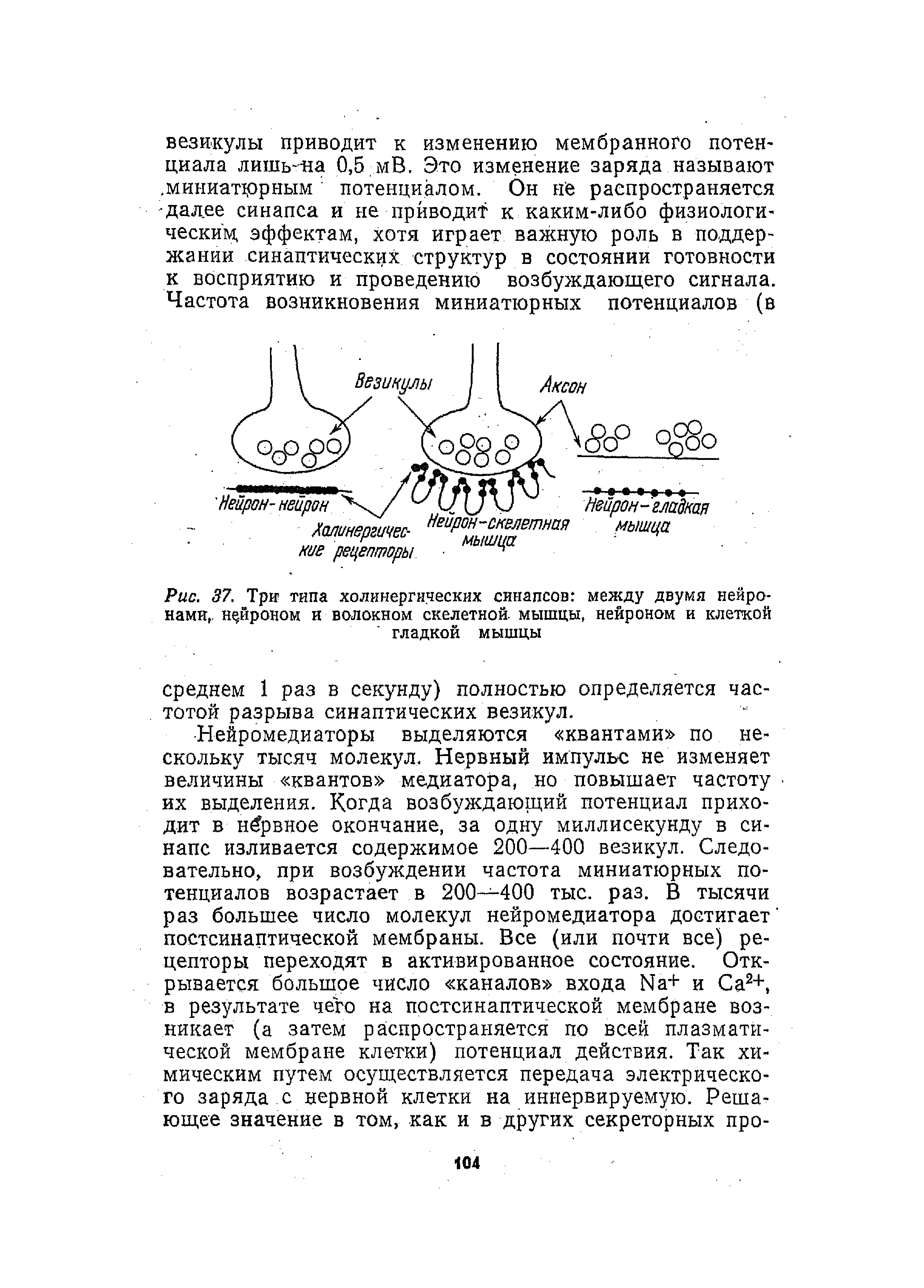 Рис. 37. Три типа холинергических синапсов между двумя нейронами, нейроном и волокном скелетной, мышцы, нейроном и клеткой гладкой мышцы...