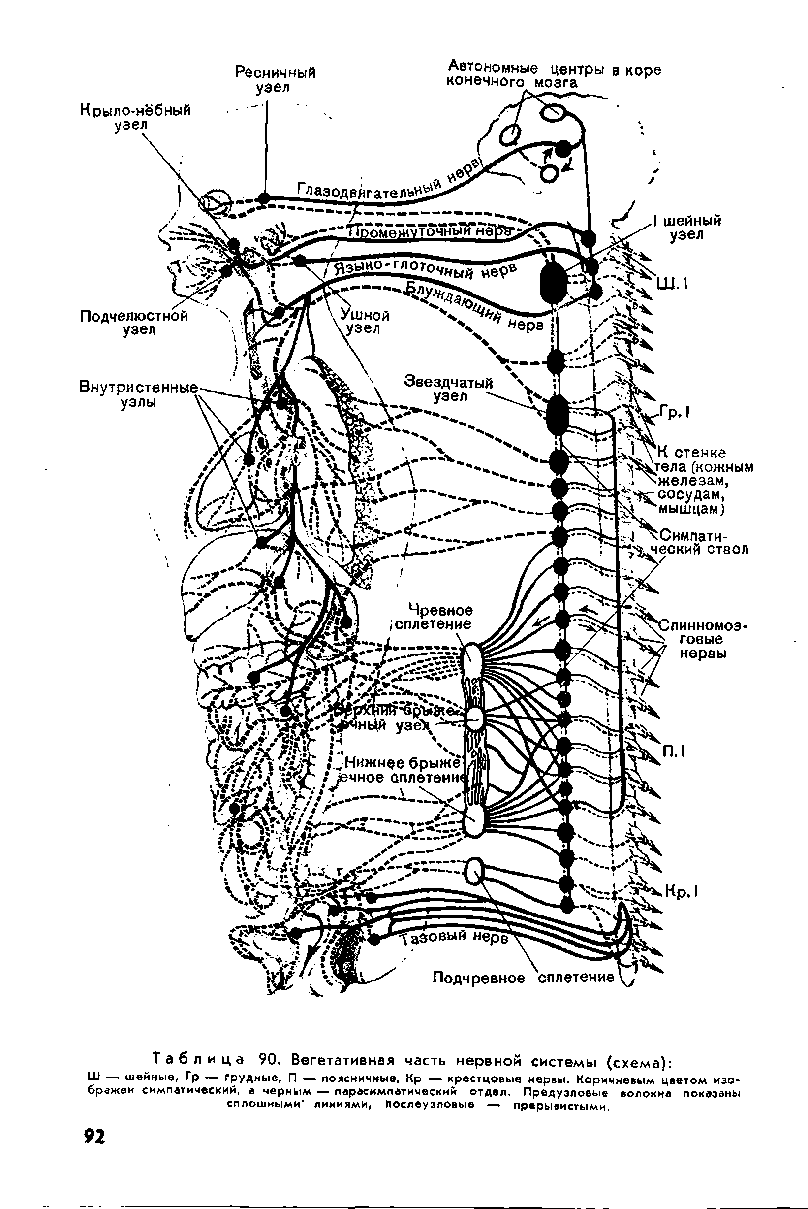 Таблица 90. Вегетативная часть нервной системы (схема) ...