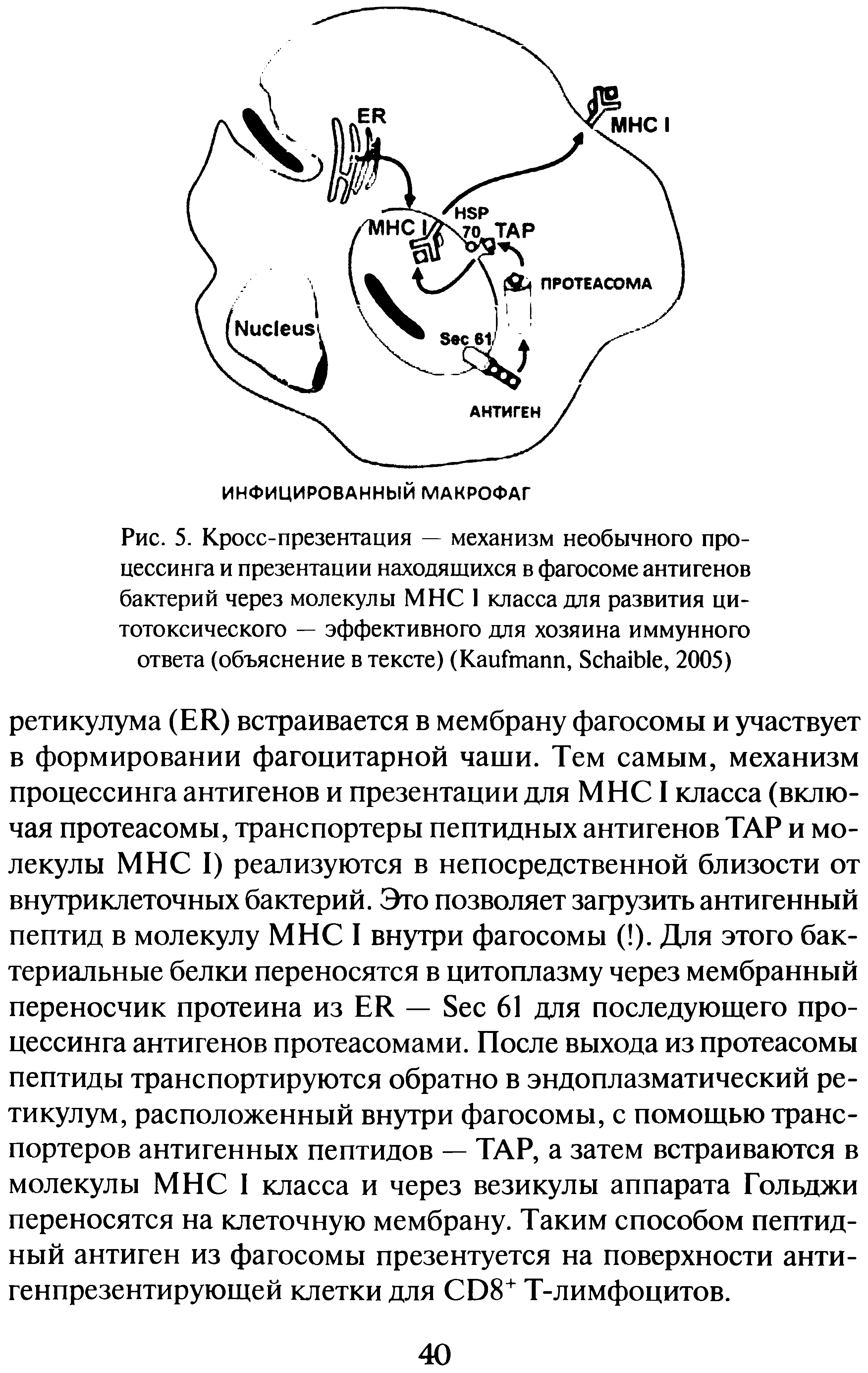 Рис. 5. Кросс-презентация — механизм необычного процессинга и презентации находящихся в фагосоме антигенов бактерий через молекулы МНС I класса для развития цитотоксического — эффективного для хозяина иммунного ответа (объяснение в тексте) (K , S , 2005)...