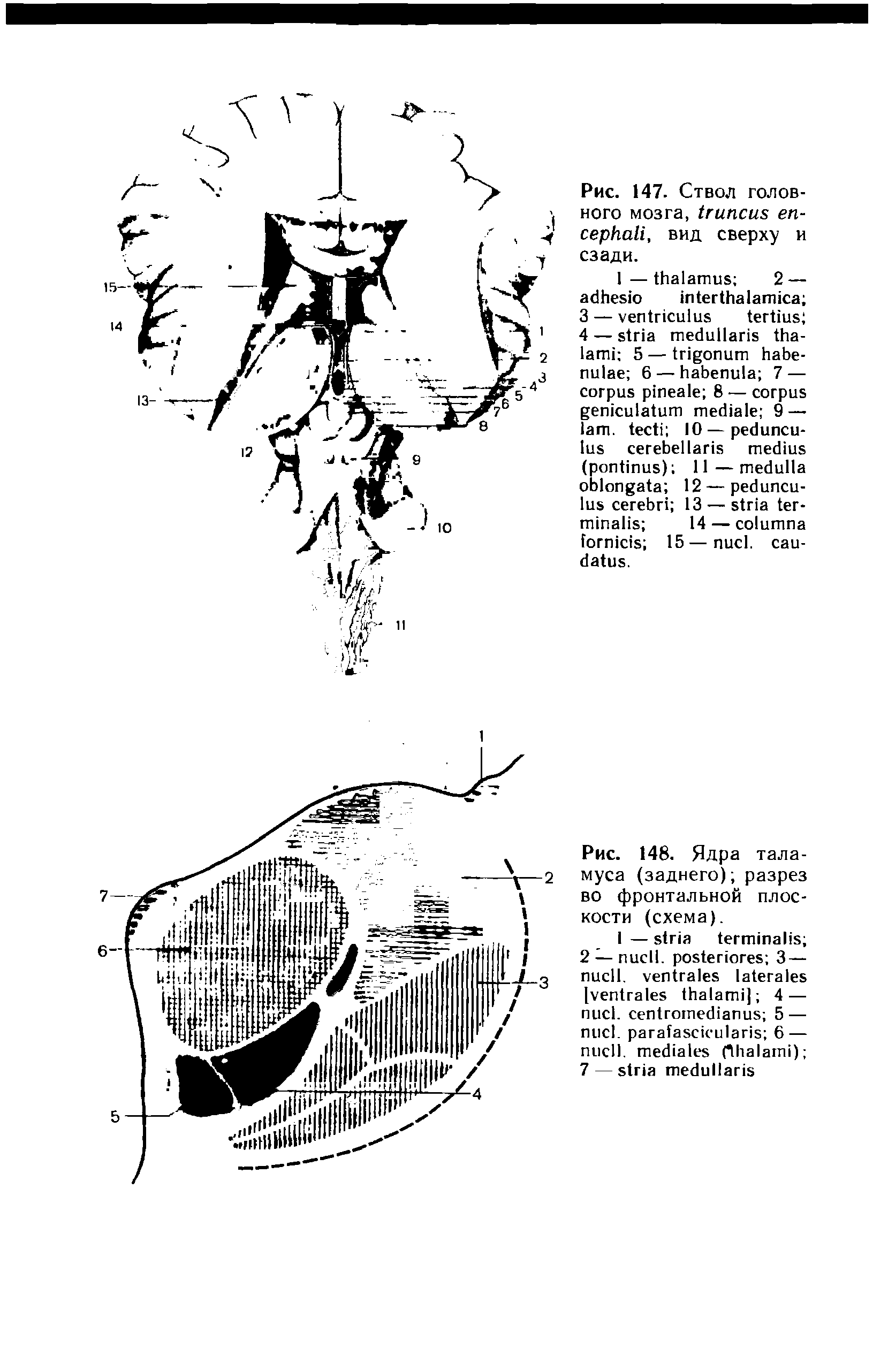 Рис. 148. Ядра таламуса (заднего) разрез во фронтальной плоскости (схема).