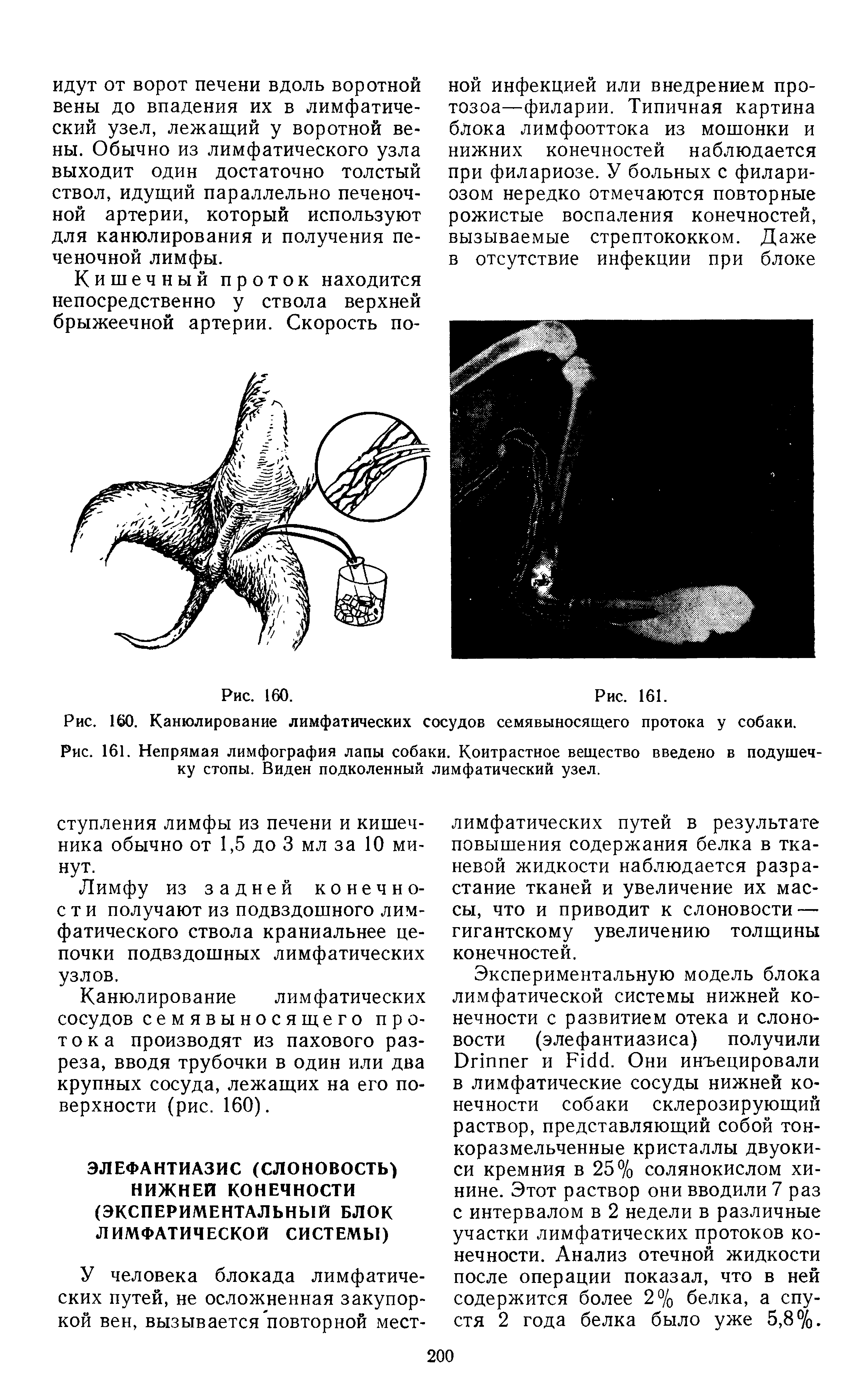 Рис. 161. Непрямая лимфография лапы собаки. Контрастное вещество введено в подушечку стопы. Виден подколенный лимфатический узел.