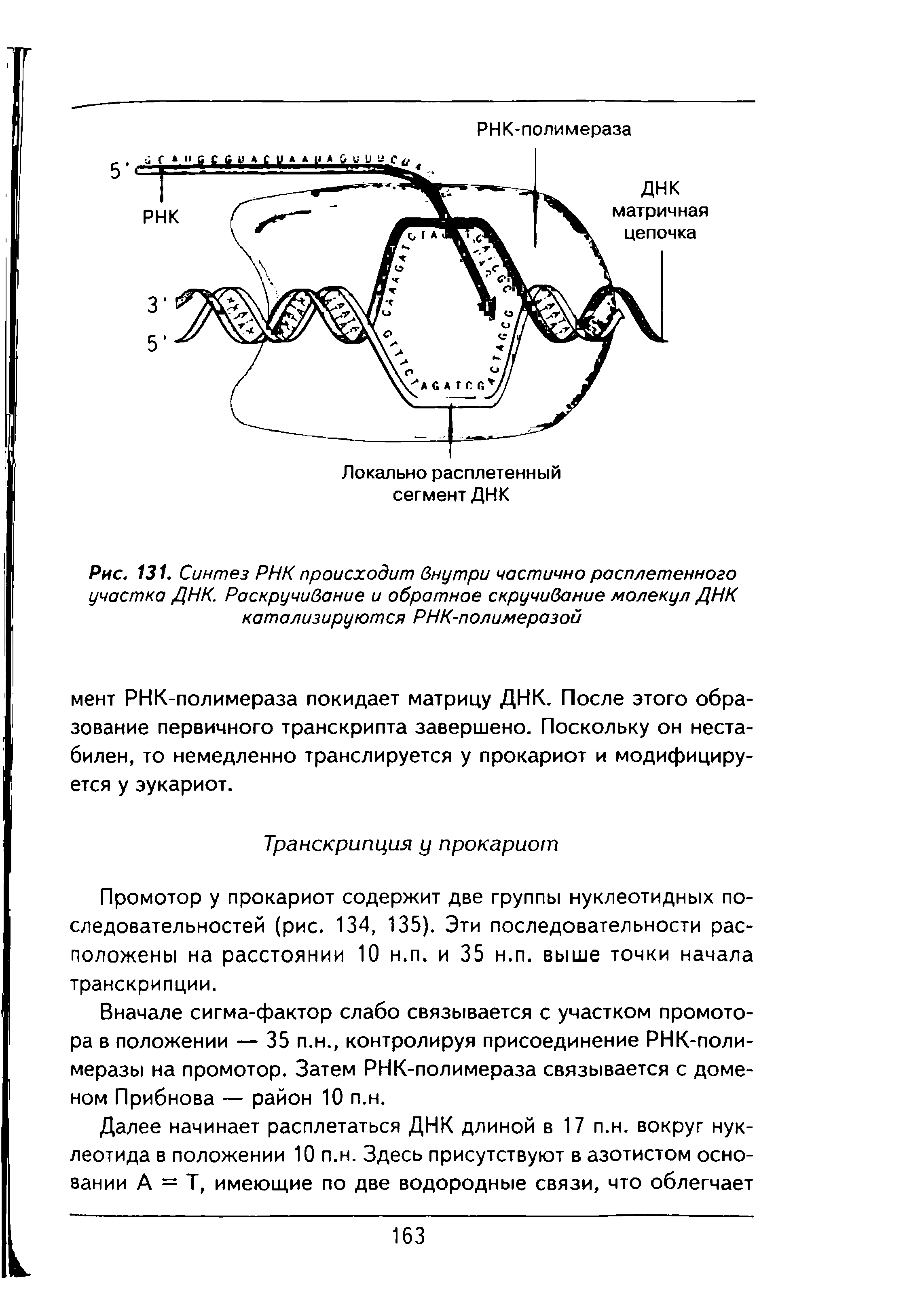 Рис. 131. Синтез РНК происходит внутри частично расплетенного участка ДНК. Раскручивание и обратное скручивание молекул ДНК катализируются РНК-полимеразой...