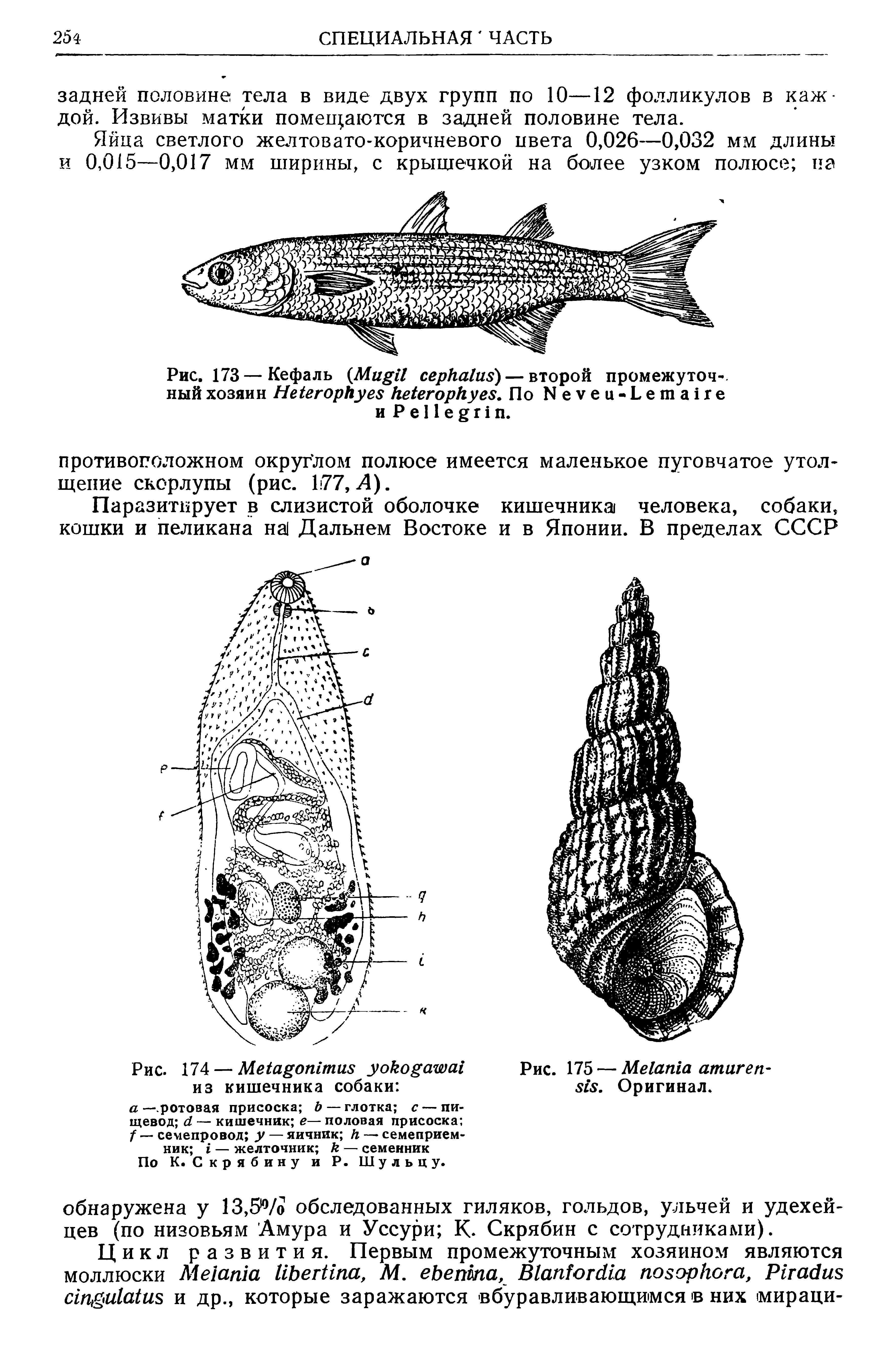 Рис. 173—Кефаль (M )— второй промежуточный хозяин H . По N -L и P е 11 е г п.