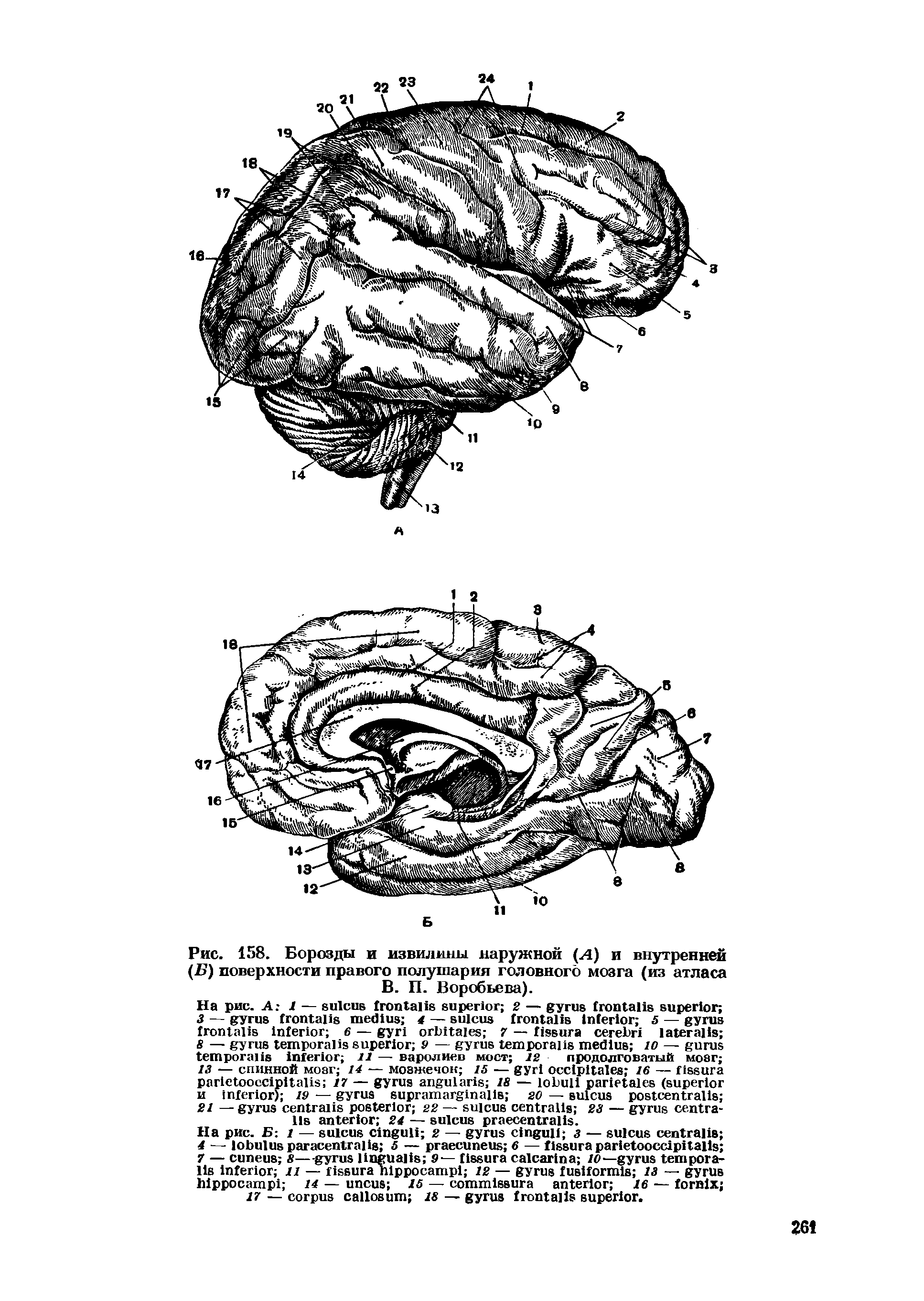 Рис. 158. Борозды и извилины наружной (Л) и внутренней (Б) поверхности правого полушария головного мозга (из атласа В. П. Воробьева).