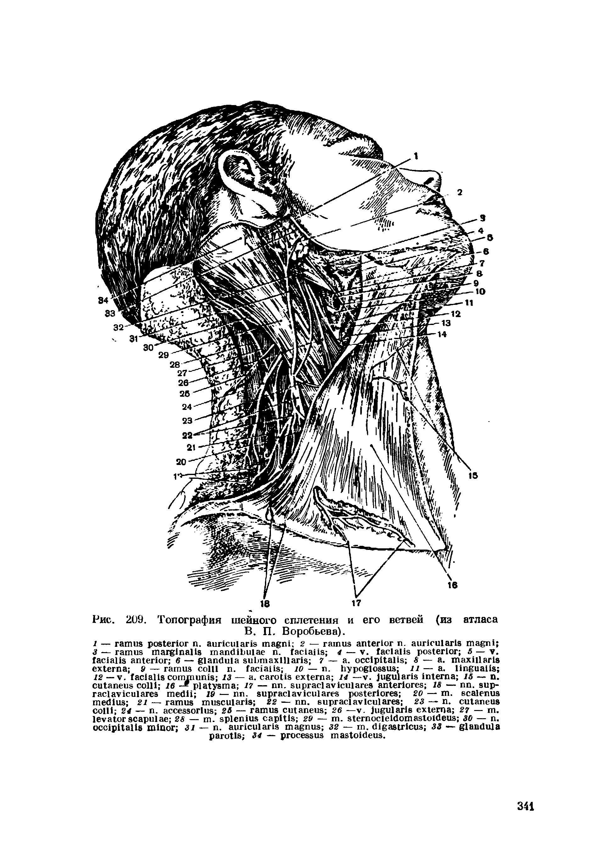 Рис. 209. Топография шейного сплетения и его ветвей (из атласа В. П. Воробьева).