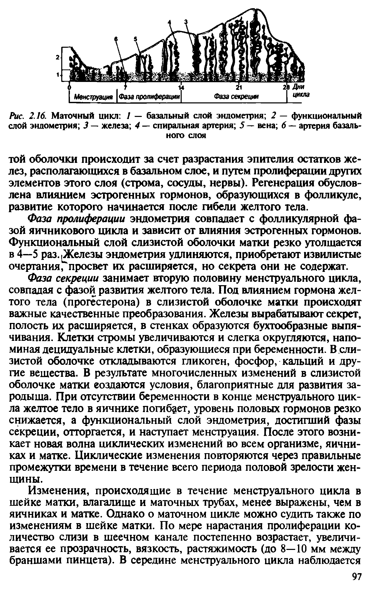 Рис. 2.16. Маточный цикл 1 — базальный слой эндометрия 2 — функциональный слой эндометрия 3 — железа 4 — спиральная артерия 5 — вена 6 — артерия базального слоя...