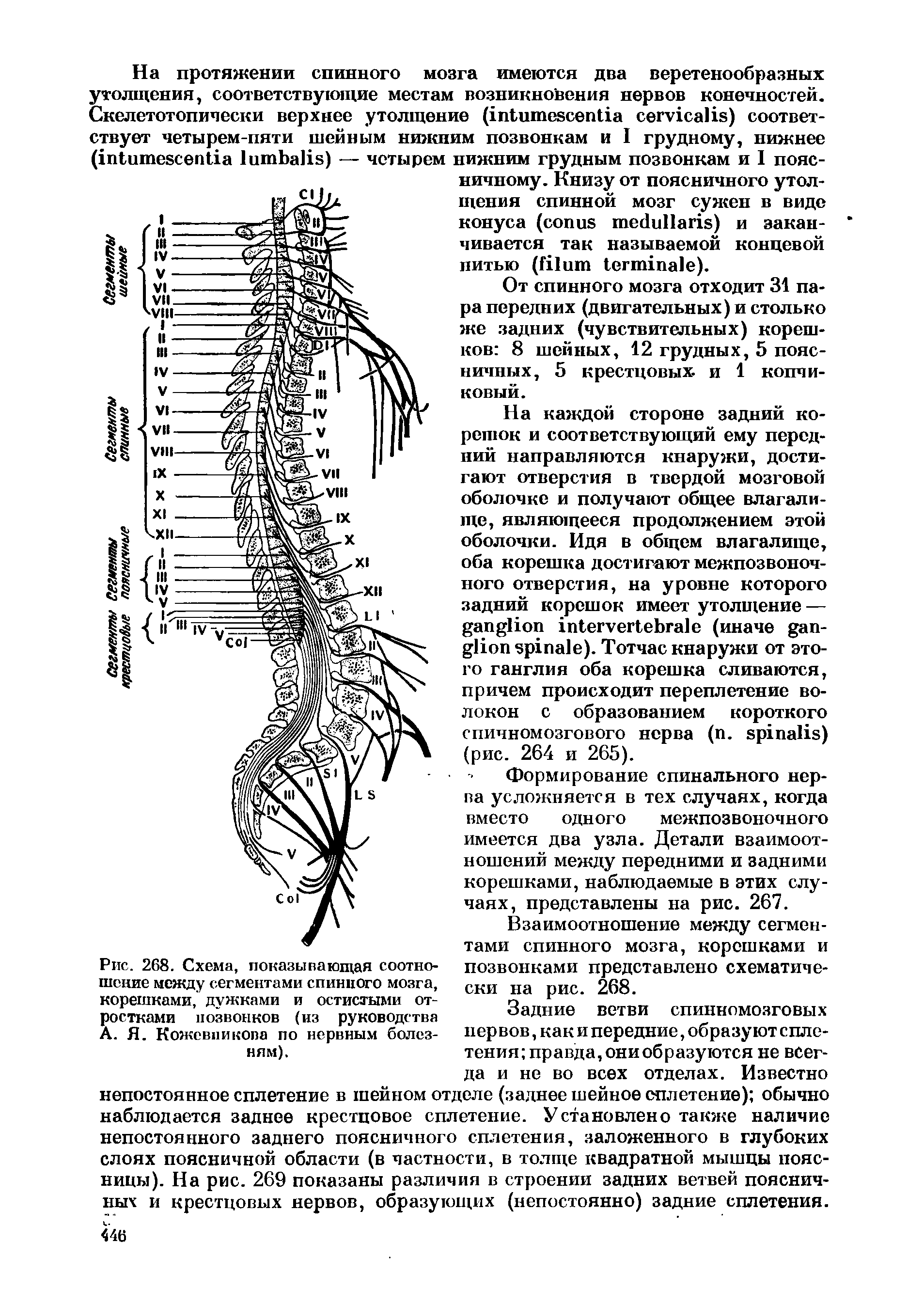 Рис. 268. Схема, показывающая соотношение между сегментами спинного мозга, корешками, дужками и остистыми отростками позвонков (из руководства А. Я. Кожевникова по нервным болезням).