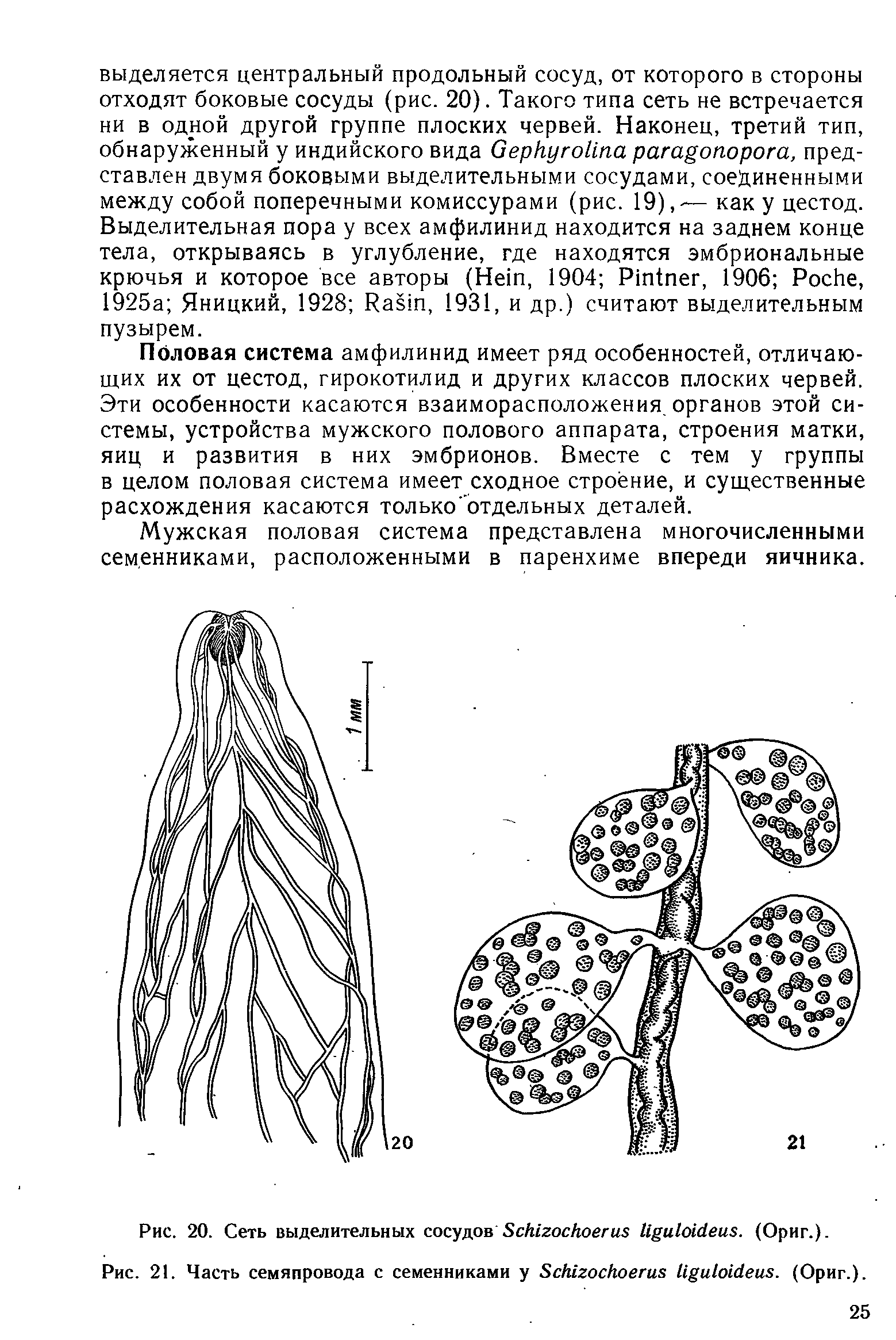 Рис. 21. Часть семяпровода с семенниками у ЗМгоскоегив иЛсМеил. (Ориг.).