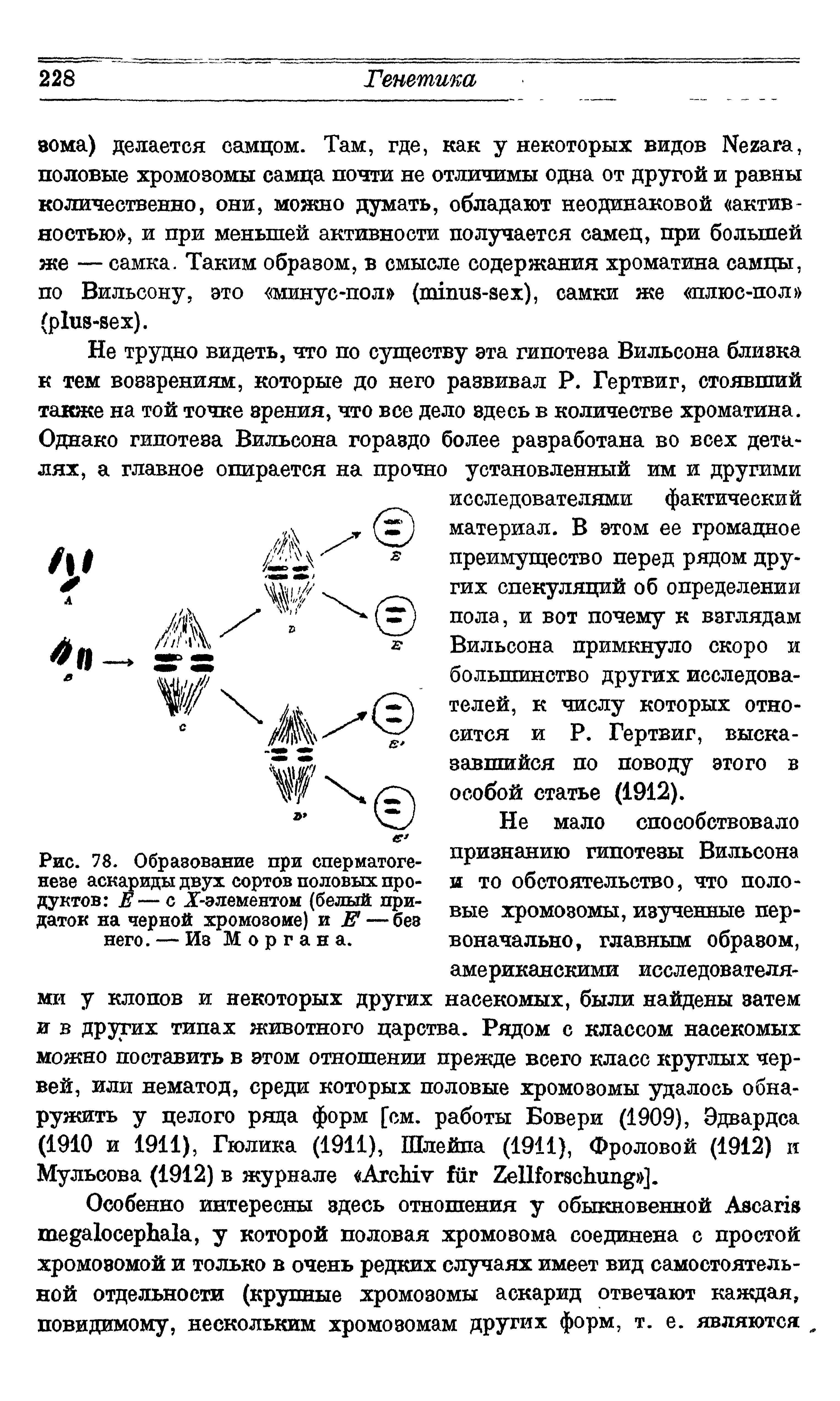 Рис. 78. Образование при сперматогенезе аскариды двух сортов половых продуктов Е— с Х-элементом (белый придаток на черной хромозоие) и Е — без него. — Иэ Моргана.