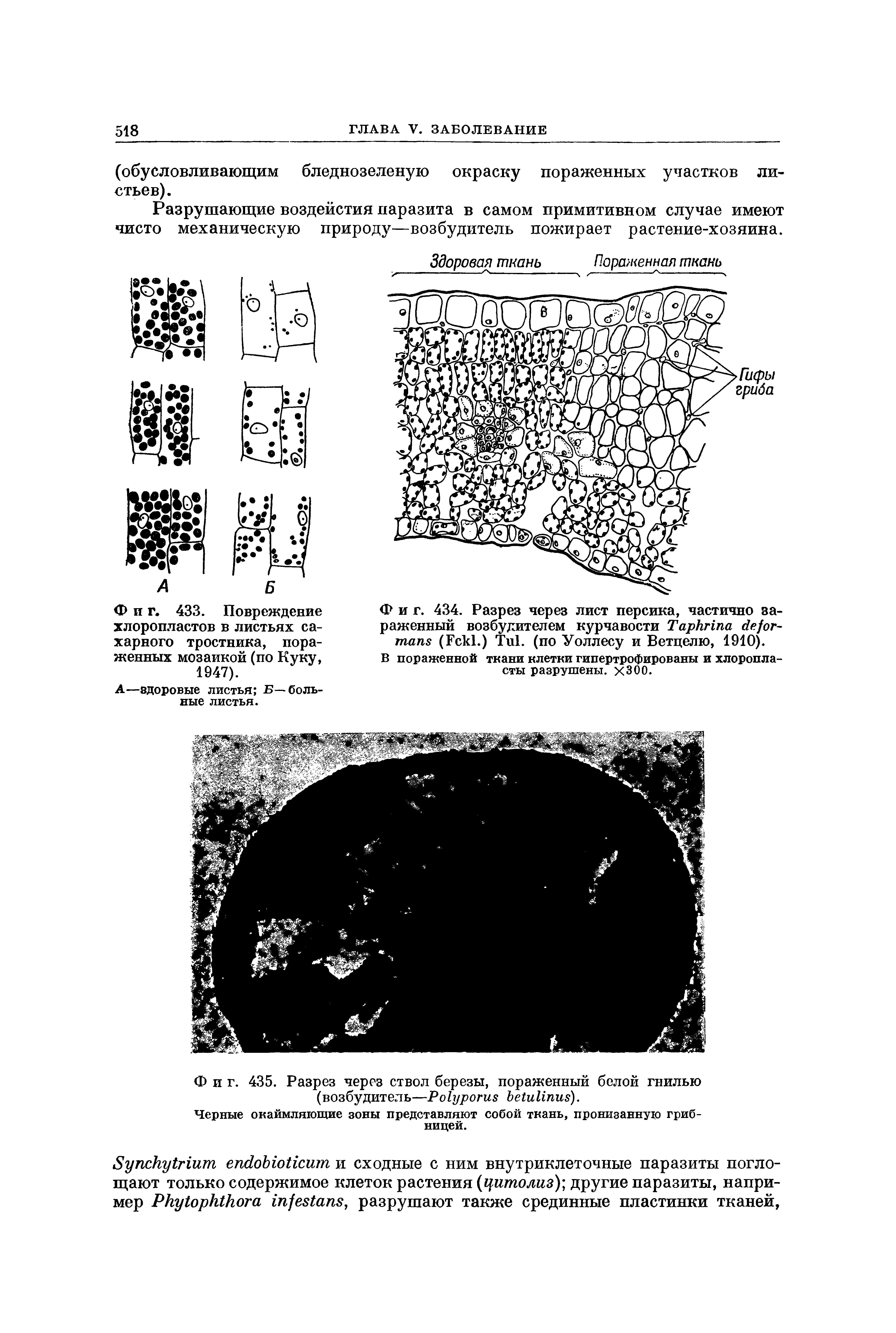 Фиг. 434. Разрез через лист персика, частично зараженный возбудителем курчавости T (F .) T . (по Уоллесу и Ветцелю, 1910).