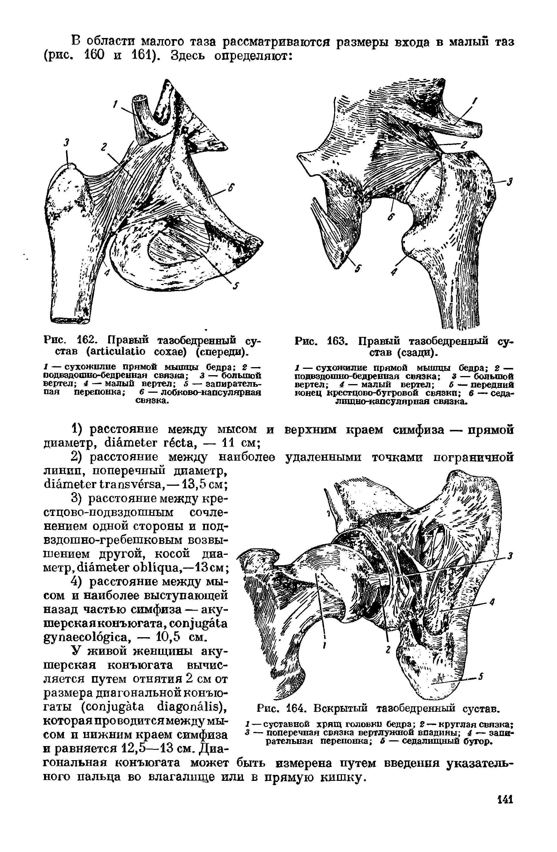 Рис. 162. Правый тазобедренный сустав ( ) (спереди).