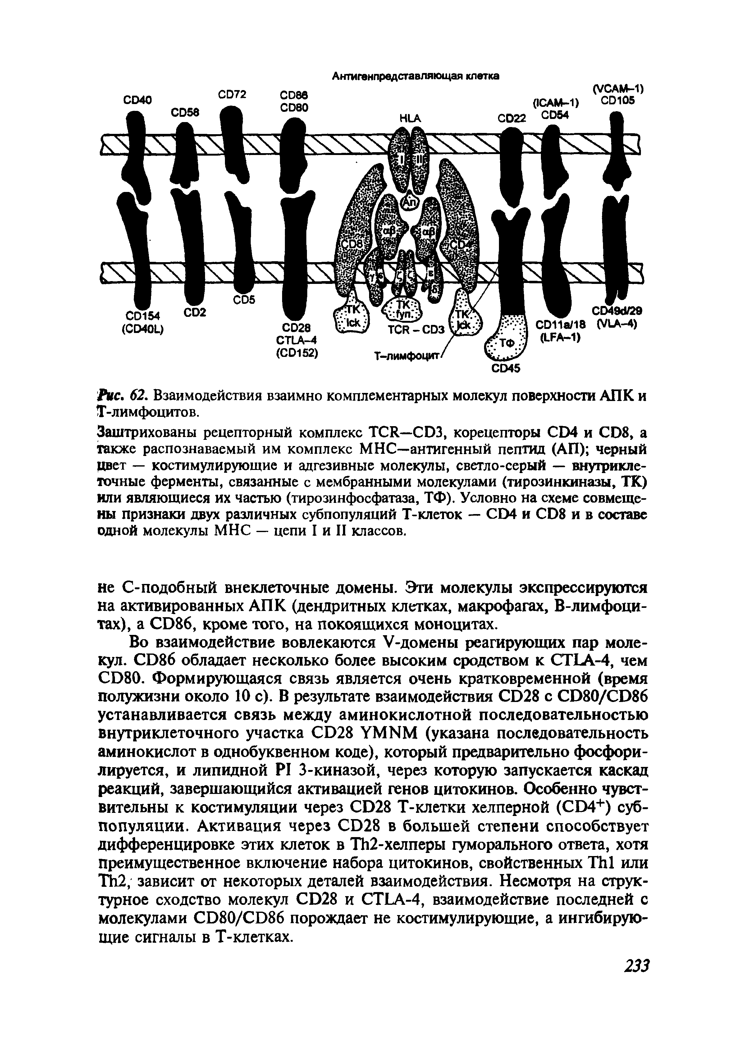 Рис. 62. Взаимодействия взаимно комплементарных молекул поверхности АПК и Т-лимфоцитов.