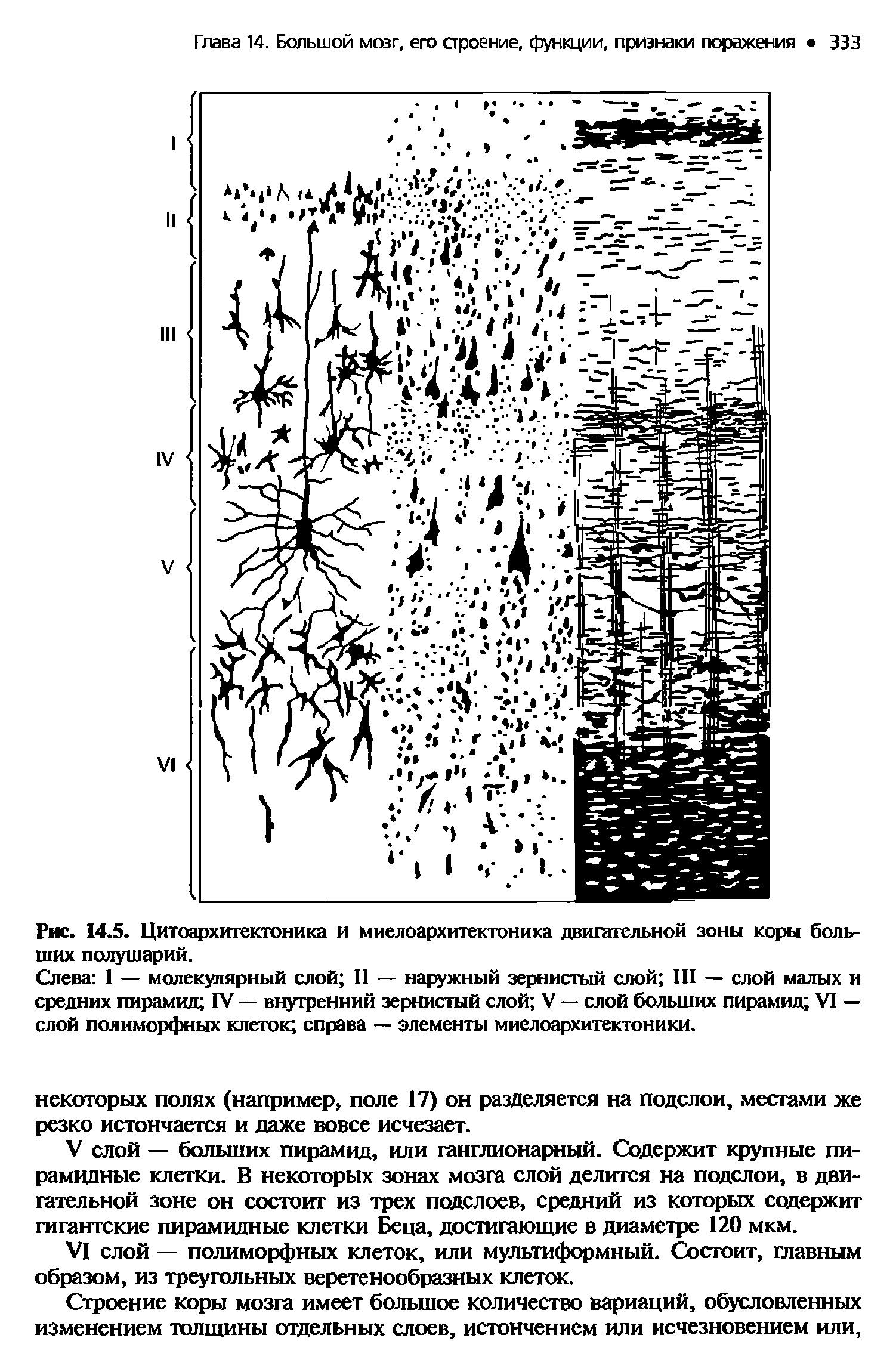 Рис. 14.5. Цитоархитектоника и миелоархитектоника двигательной зоны коры больших полушарий.
