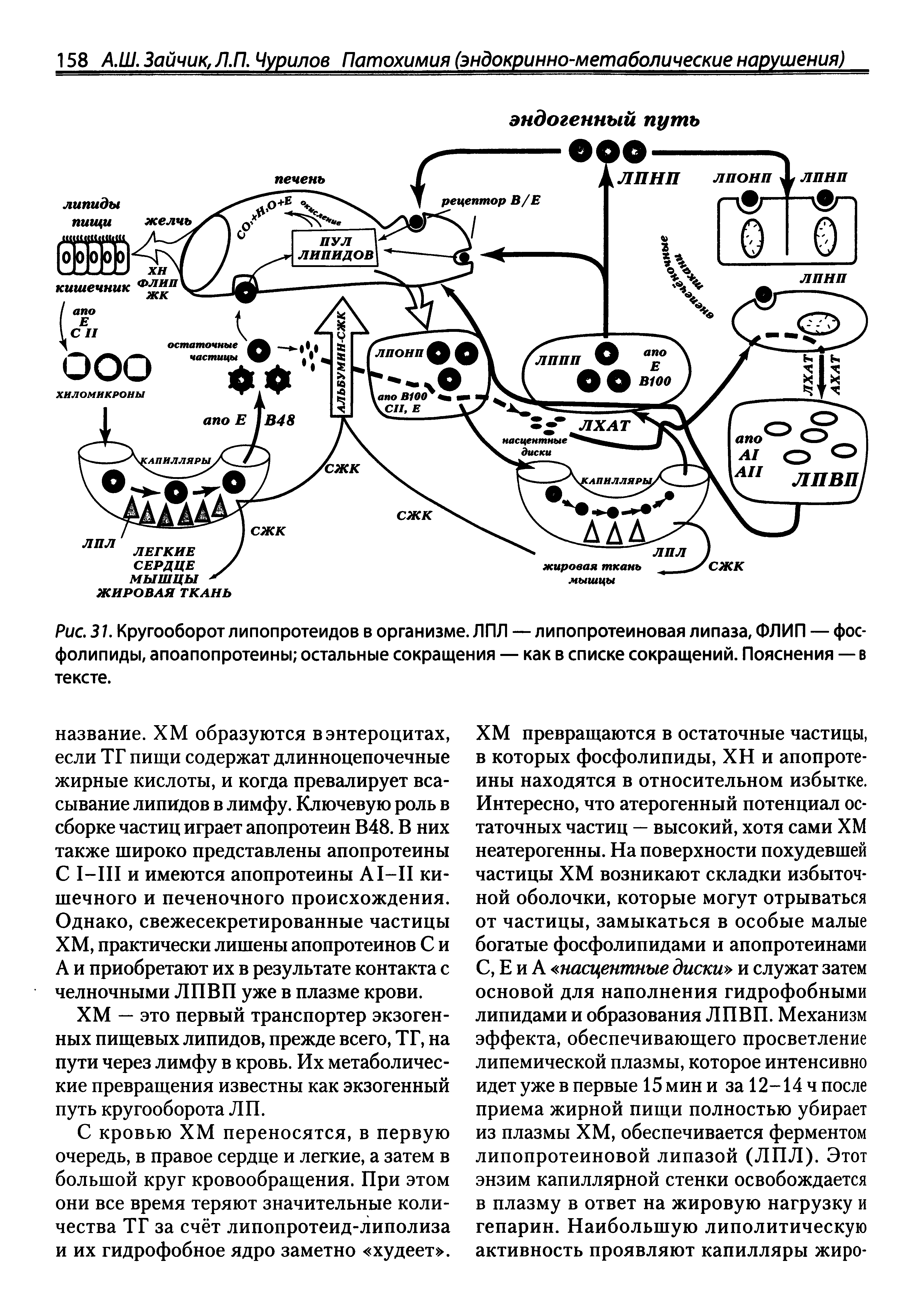 Рис. 31. Кругооборот липопротеидов в организме. ЛПЛ — липопротеиновая липаза, ФЛИП — фосфолипиды, апоапопротеины остальные сокращения — как в списке сокращений. Пояснения — в тексте.