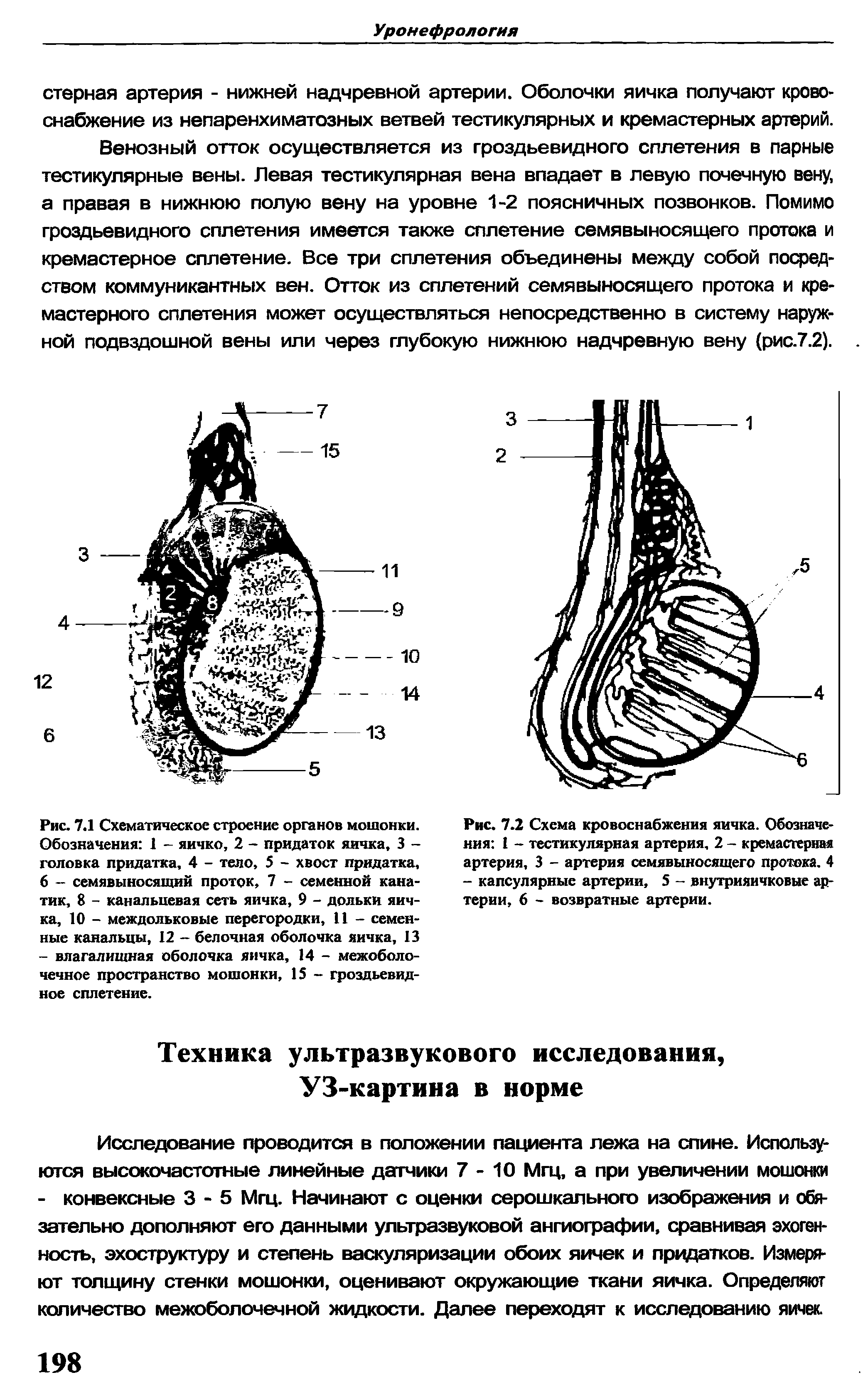 Рис. 7.2 Схема кровоснабжения яичка. Обозначения 1 - тестикулярная артерия, 2 - кремастерная артерия, 3 - артерия семявыносящего протока. 4 - капсулярные артерии, 5 - внутрияичковые артерии, 6 - возвратные артерии.