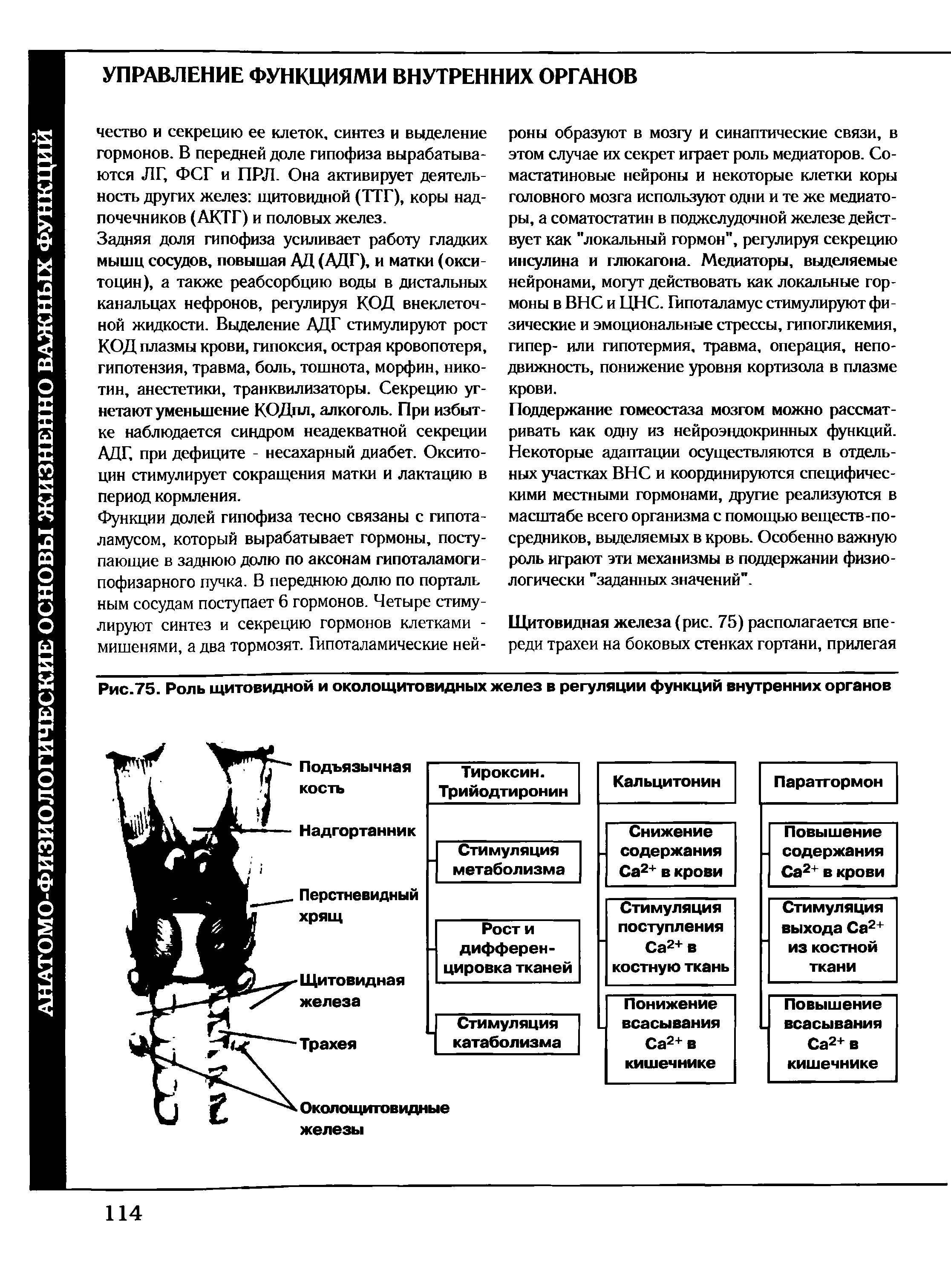 Рис.75. Роль щитовидной и околощитовидных желез в регуляции функций внутренних органов...