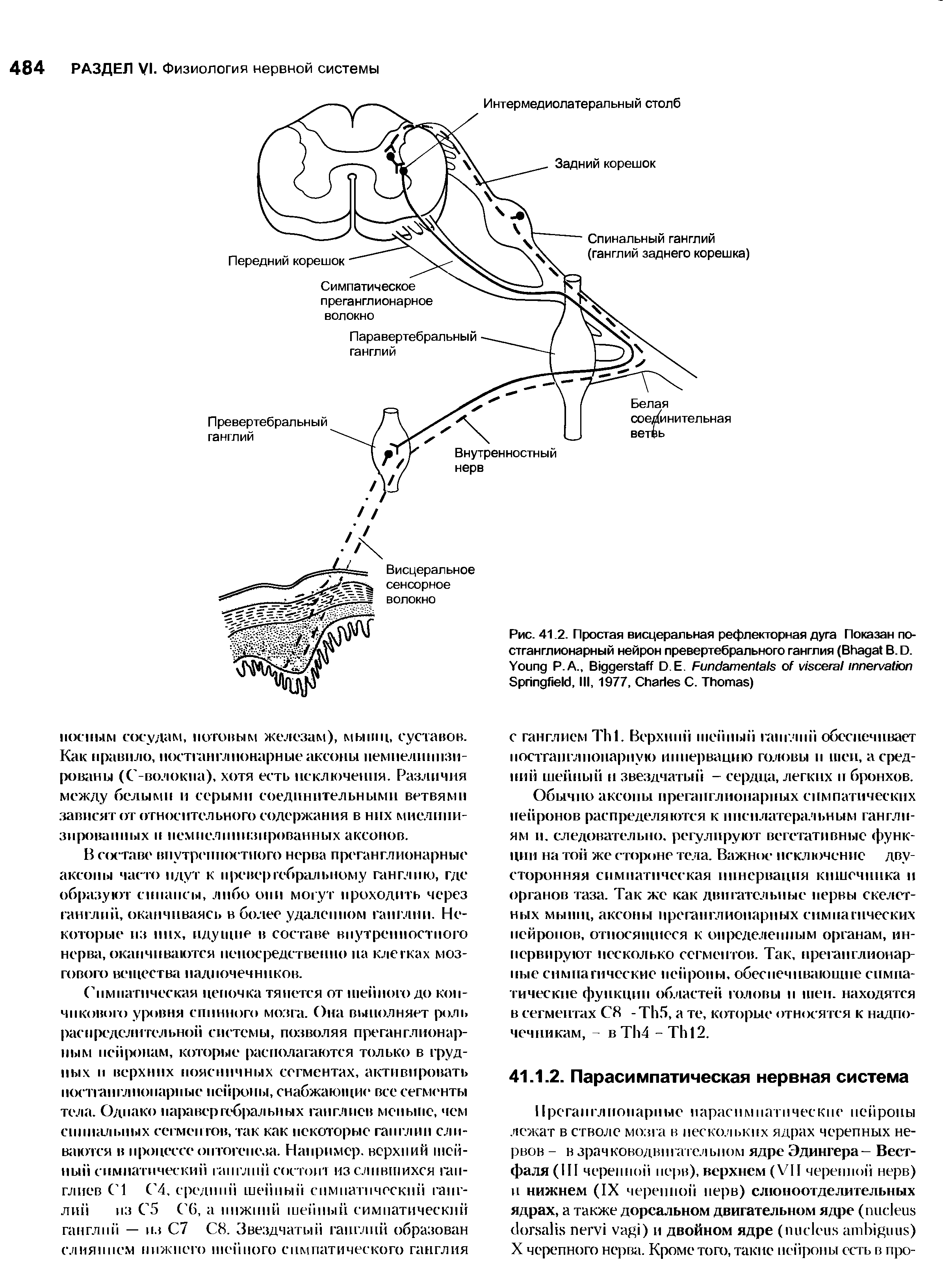 Рис. 41.2. Простая висцеральная рефлекторная дуга Показан постганглионарный нейрон превертебрального ганглия (B В. D. Y Р.А., B D E. F S , III, 1977, C C. T )...