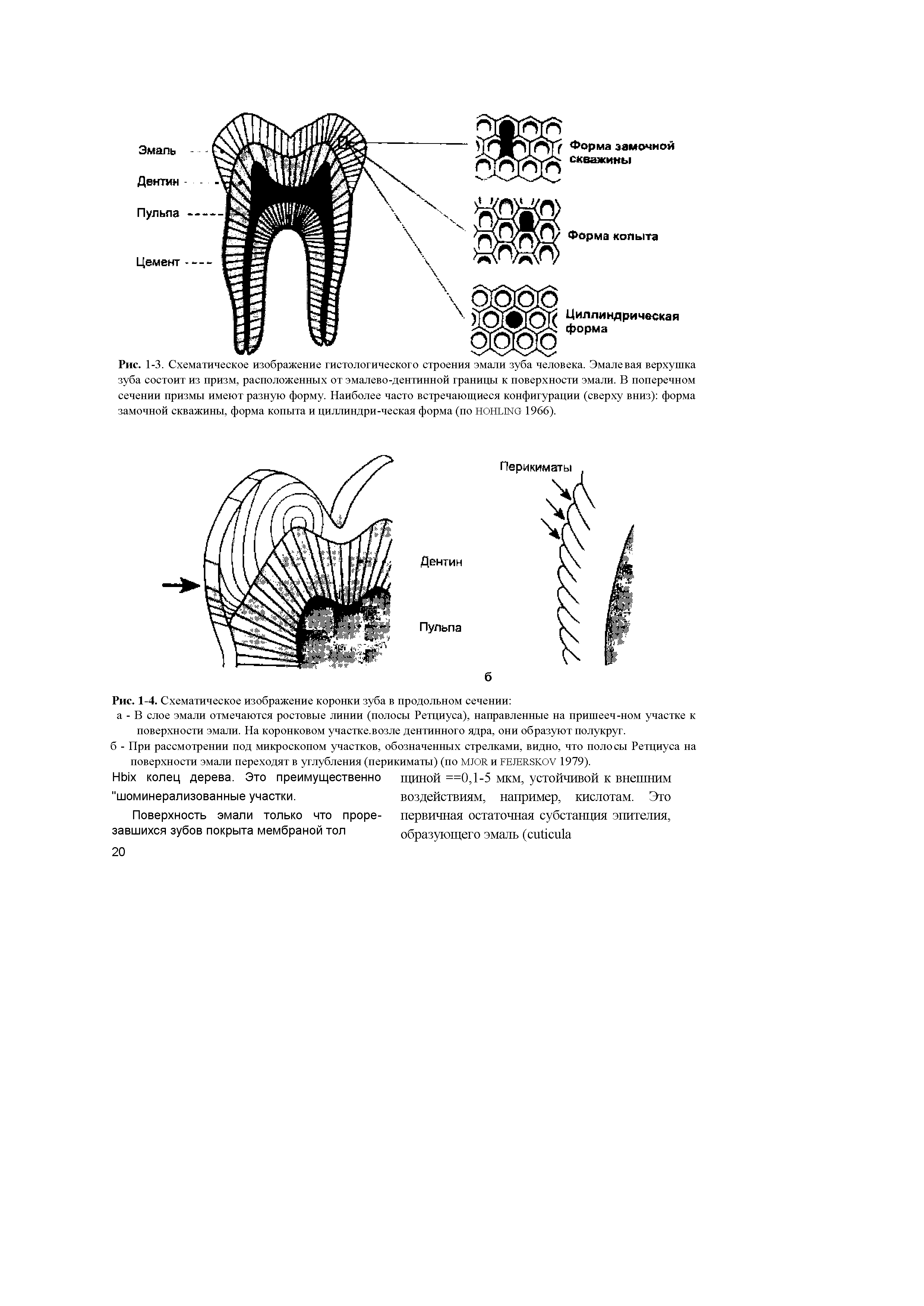 Рис. 1-3. Схематическое изображение гистологического строения эмали зуба человека. Эмалевая верхушка зуба состоит из призм, расположенных от эмалево-дентинной границы к поверхности эмали. В поперечном...