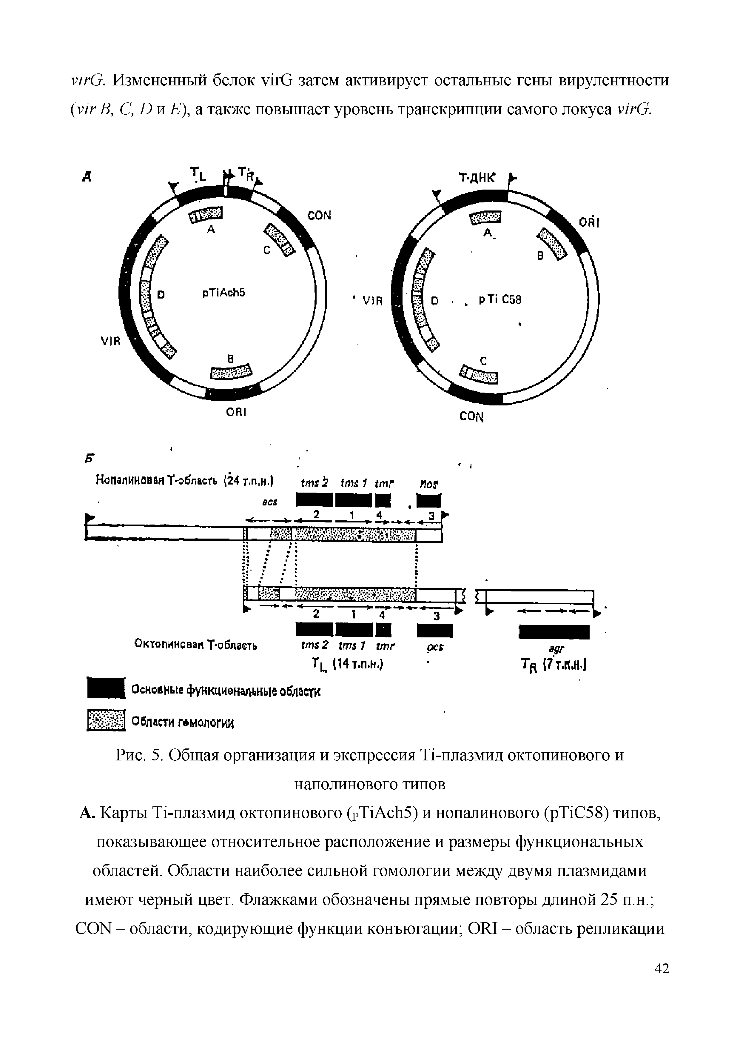 Рис. 5. Общая организация и экспрессия T -плазмид октопинового и наполинового типов...