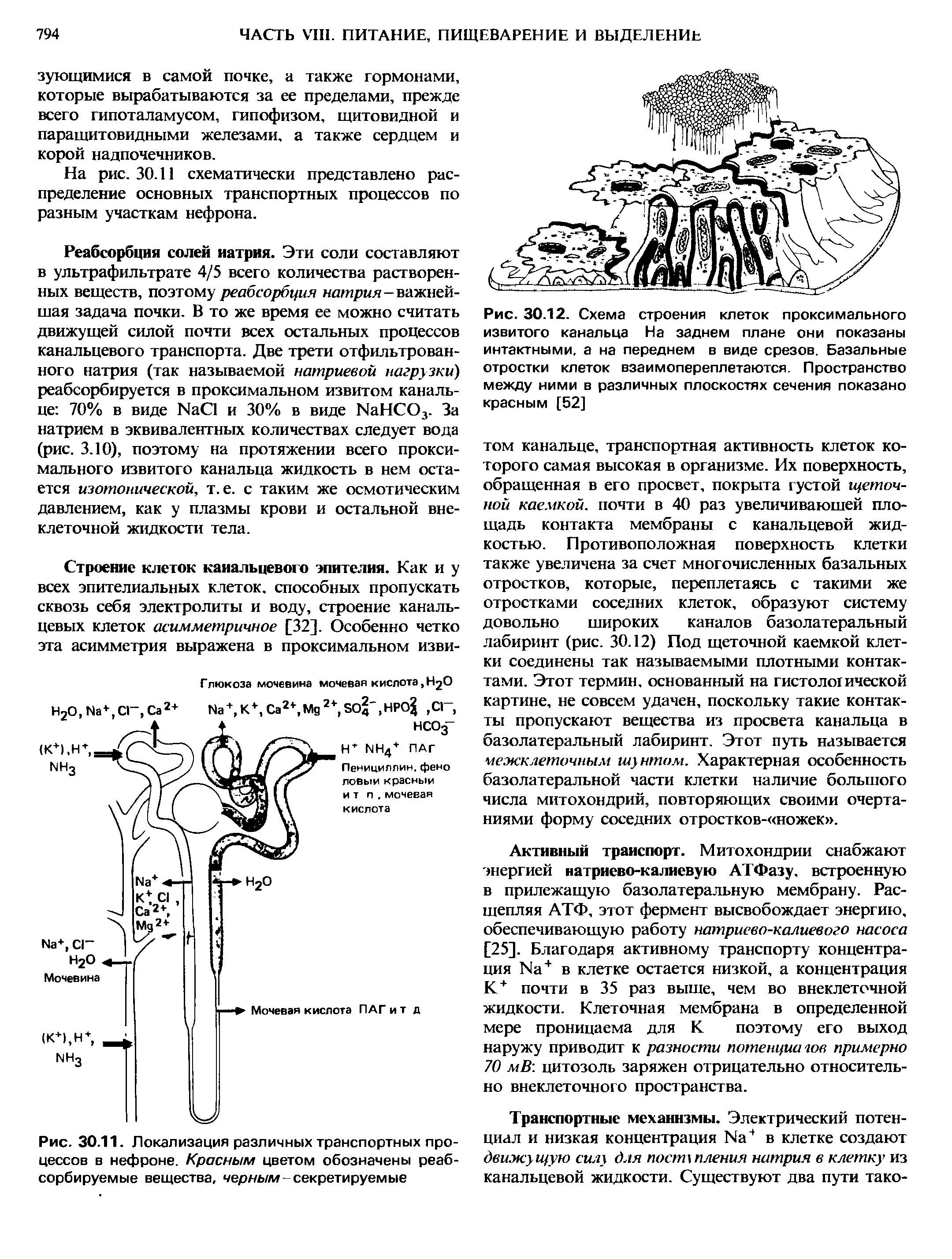 Рис. 30.11. Локализация различных транспортных процессов в нефроне. Красным цветом обозначены реабсорбируемые вещества, чернь/м секретируемые...