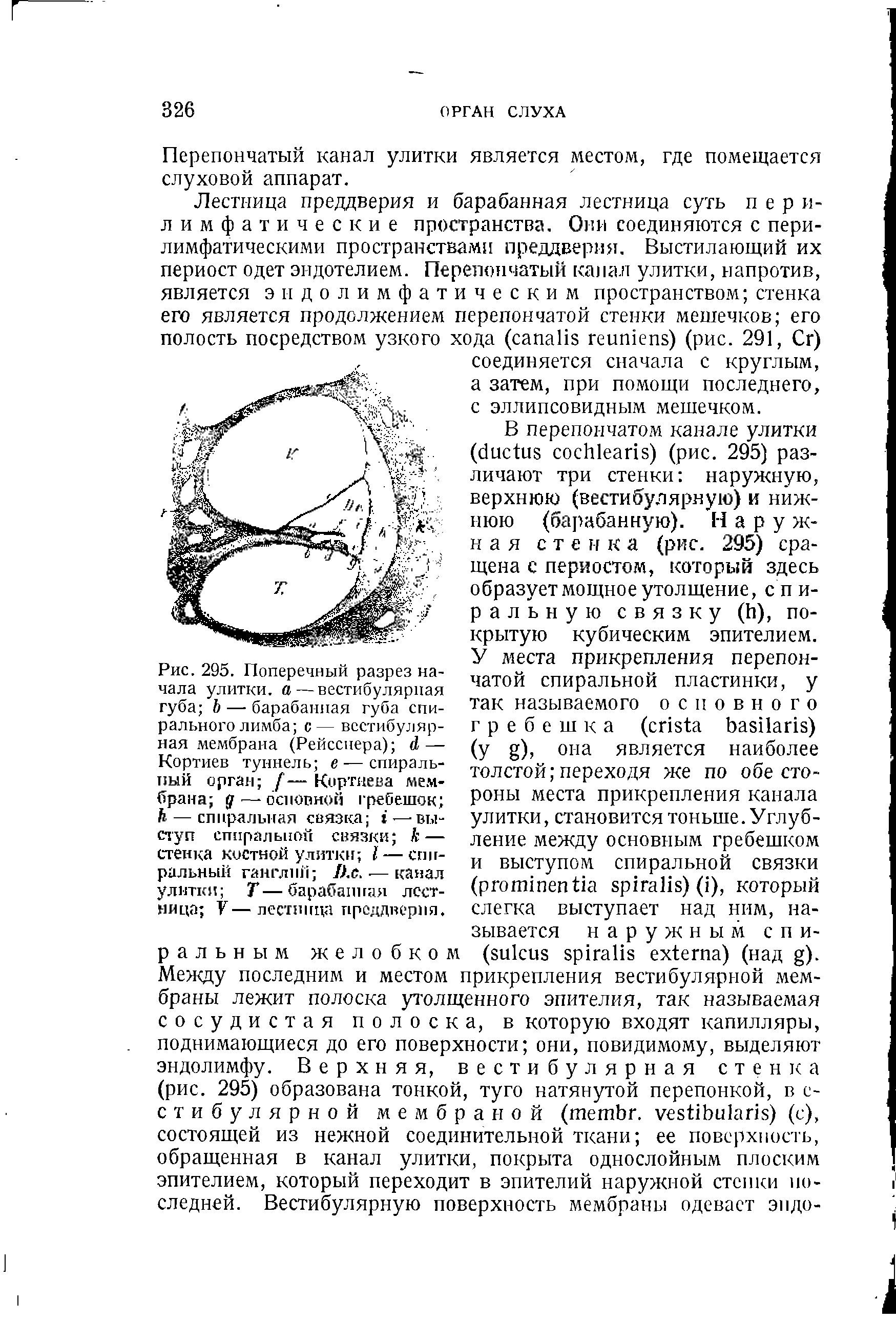 Рис. 295. Поперечный разрез начала улитки, а—вестибулярная губа 6 — барабанная губа спирального лимба с— вестибулярная мембрана (Рейсснера) Л,— Кортиев туннель е — спиральный орган [—Кортнева мембрана д — основной гребешок Ь — спиральная связка — выступ спиральной связки к — стенка костной улитки I— спиральный ганглий Л.с. —канал улитки Т—барабанная лестница У—лестница преддверия.