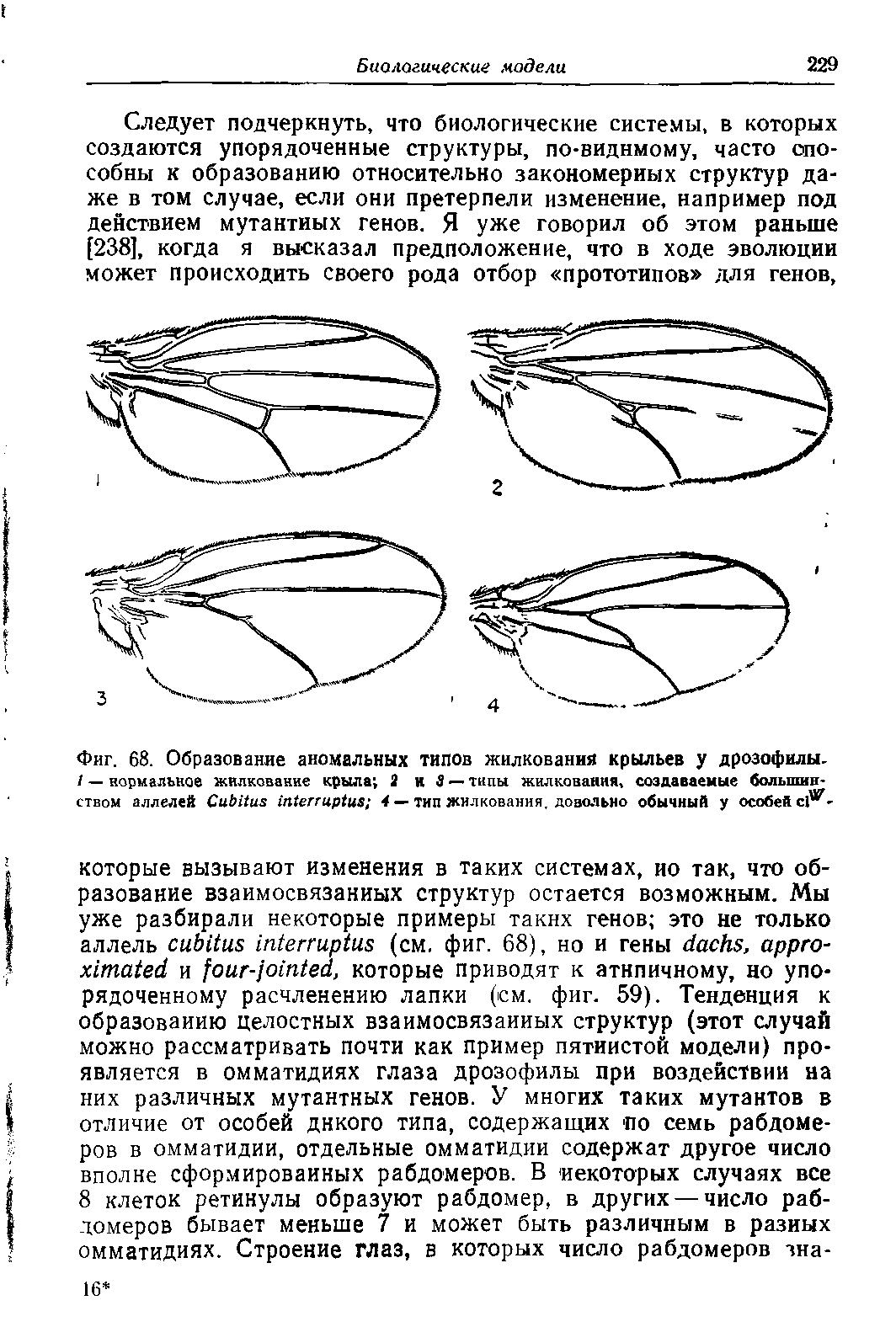 Фиг. 68. Образование аномальных типов жилкования крыльев у дрозофилы. / — нормальное жилкование крыла 2 к 3 — типы жилкования, создаваемые большинством аллелей C 4 — тип жилкования, довольно обычный у особей с -...