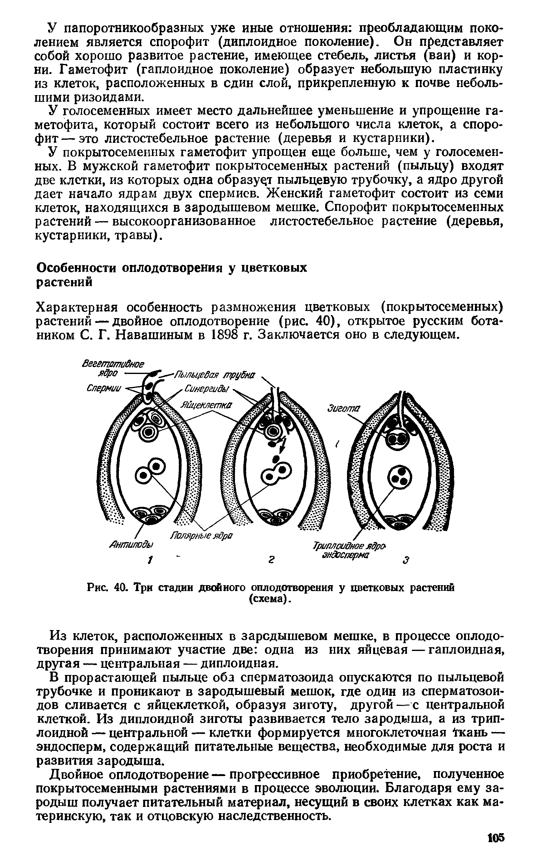 Рис. 40. Три стадии двойного оплодотворения у цветковых растений (схема).