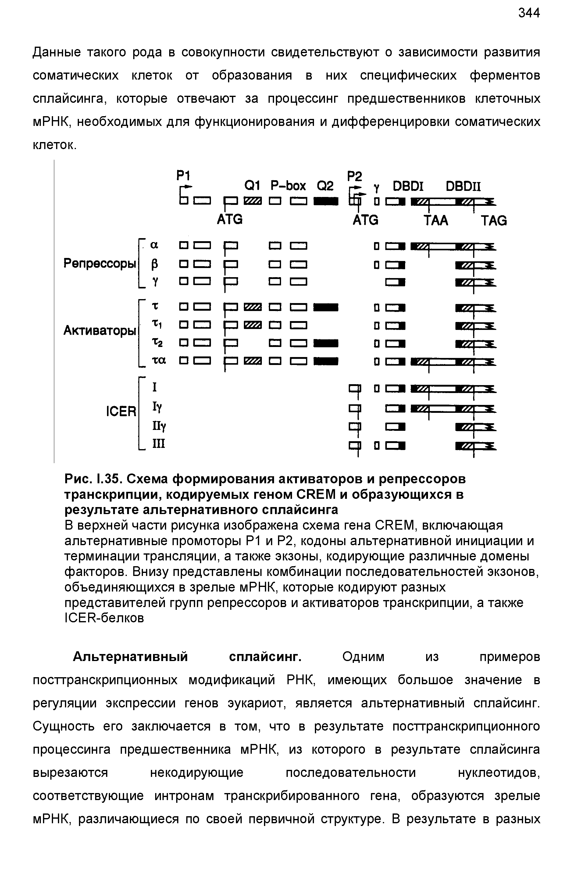 Рис. 1.35. Схема формирования активаторов и репрессоров транскрипции, кодируемых геном CREM и образующихся в результате альтернативного сплайсинга...