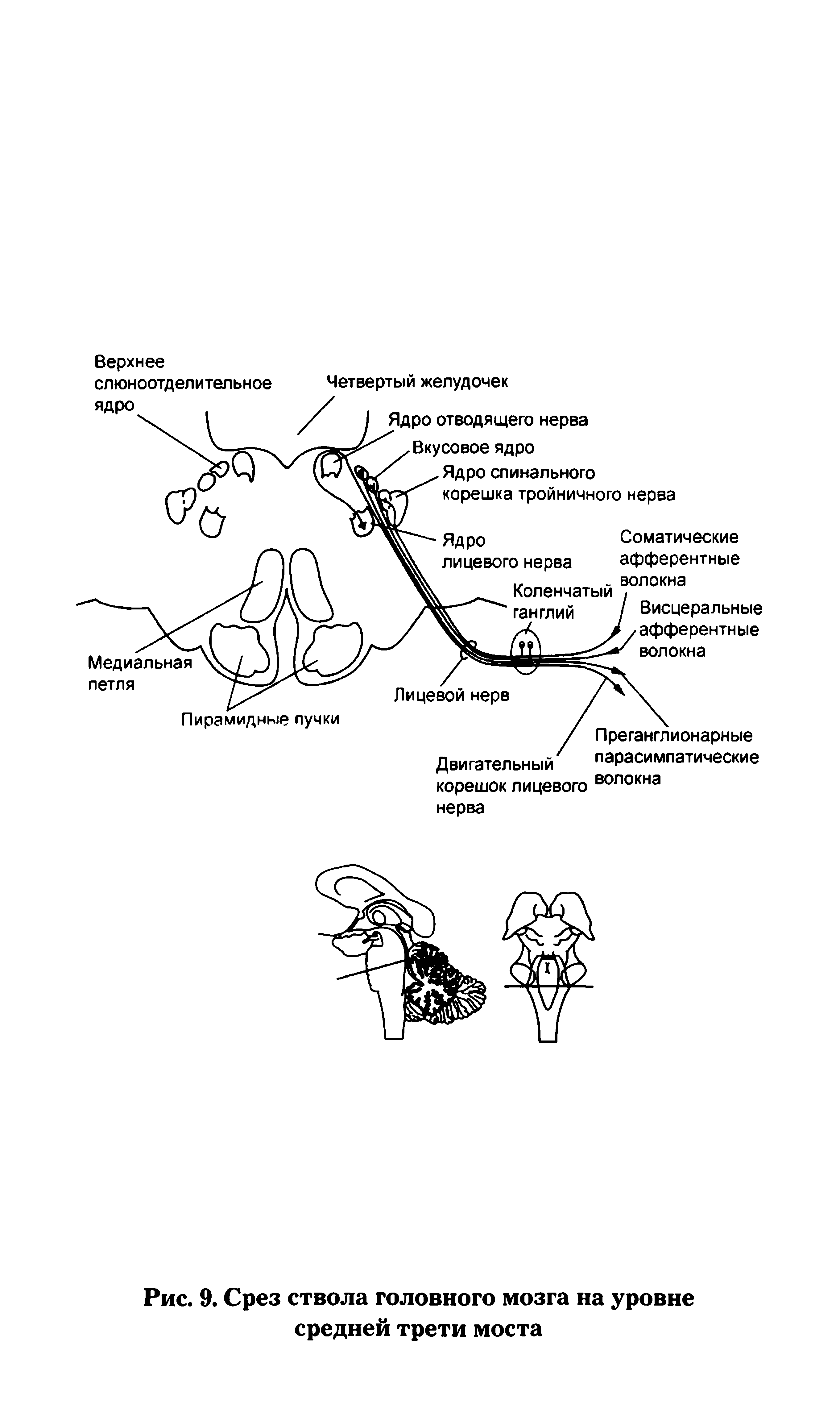 Рис. 9. Срез ствола головного мозга на уровне средней трети моста...