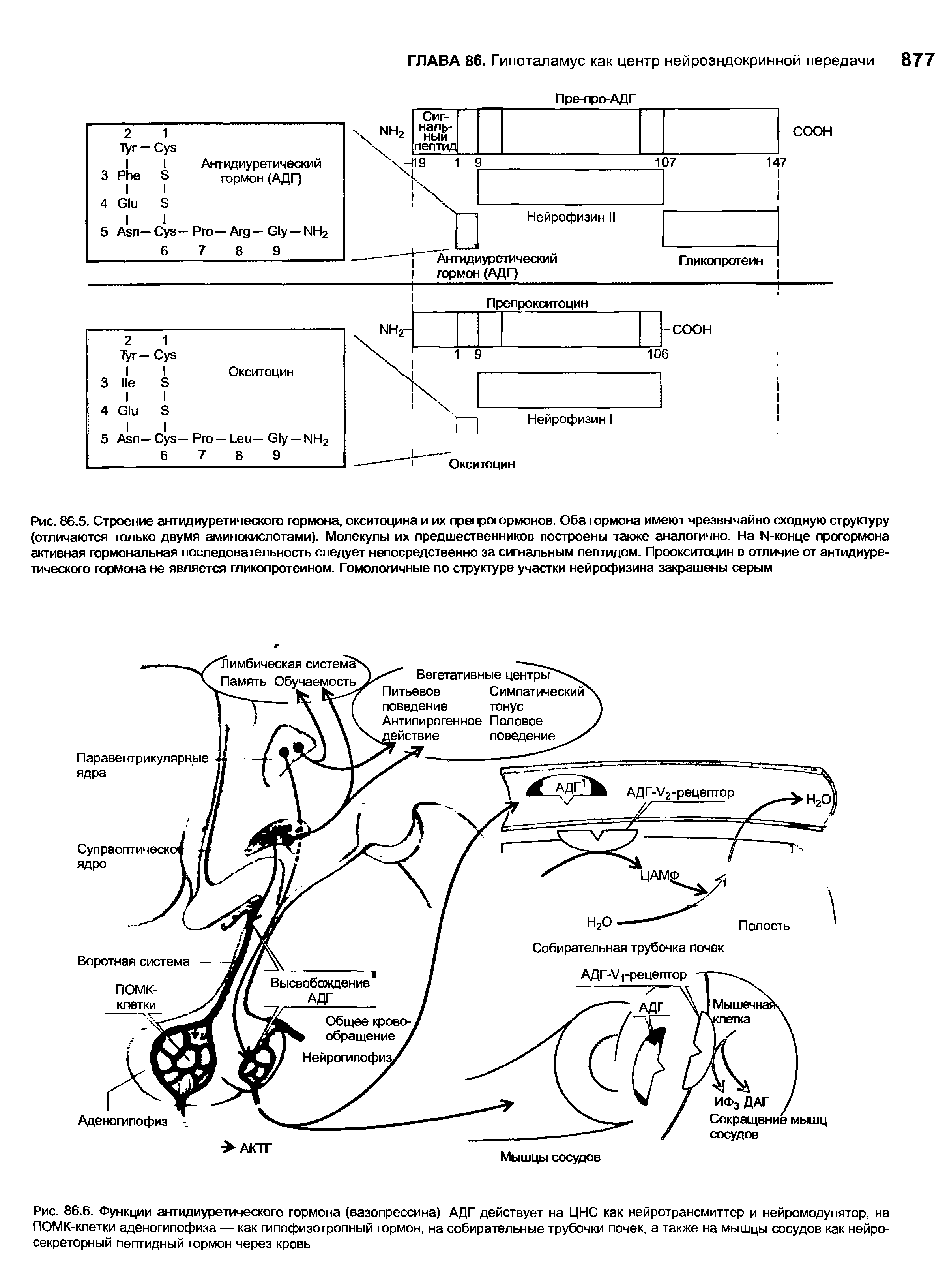Рис. 86.6. Функции антидиуретического гормона (вазопрессина) АДГ действует на ЦНС как нейротрансмиттер и нейромодулятор, на ПОМК-клетки аденогипофиза — как гипофизотропный гормон, на собирательные трубочки почек, а также на мышцы сосудов как нейросекреторный пептидный гормон через кровь...