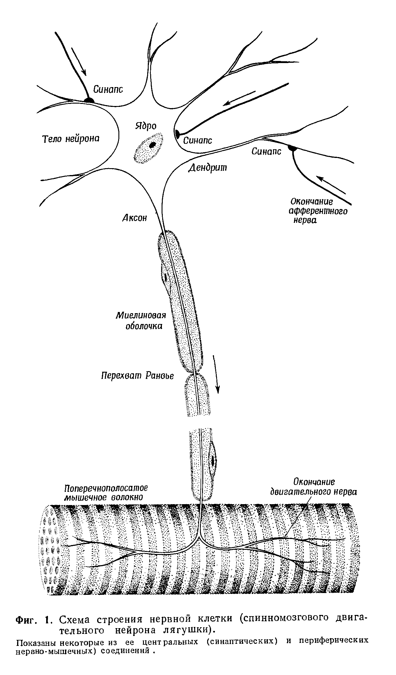 Фиг. 1. Схема строения нервной клетки (спинномозгового двигательного нейрона лягушки).