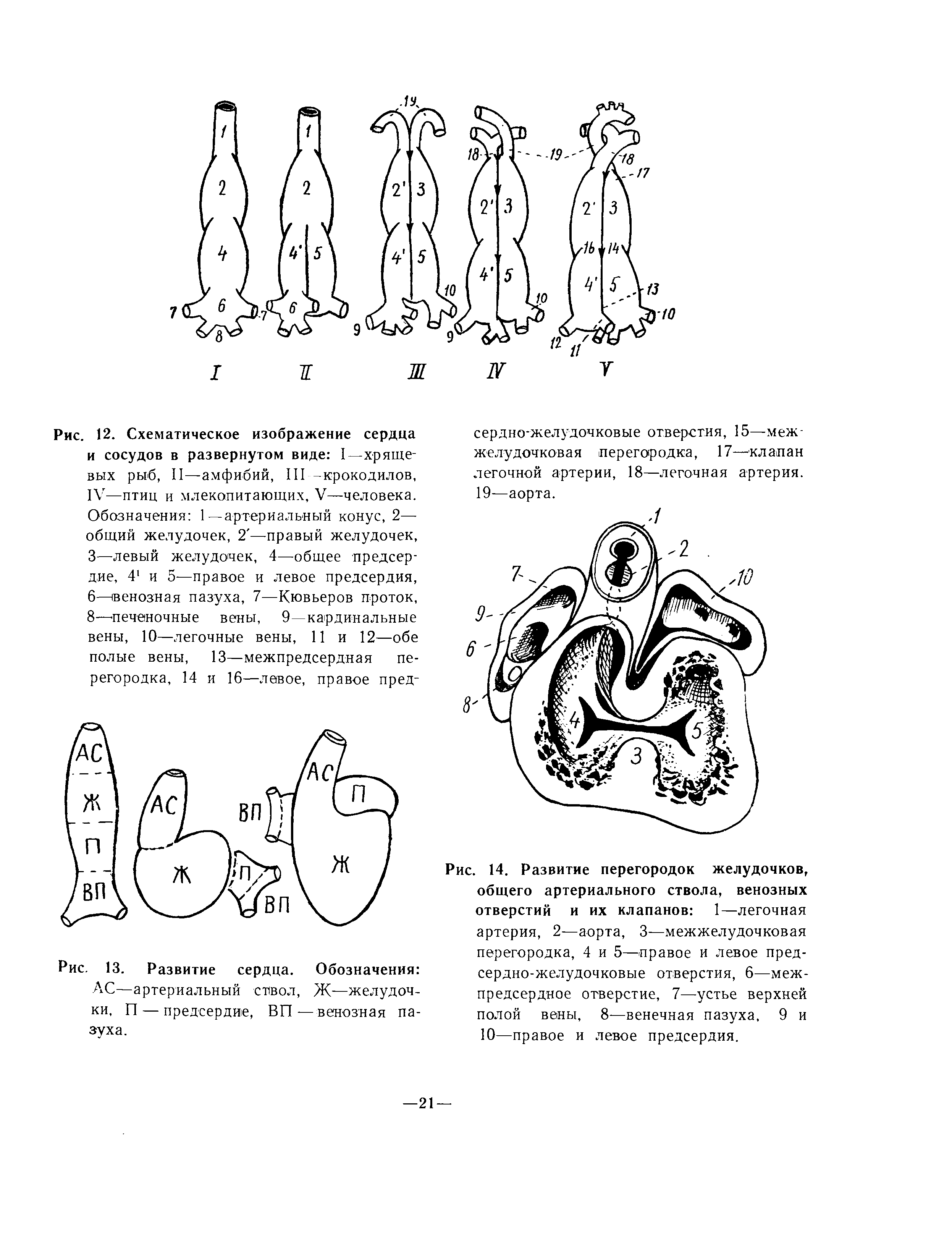 Рис. 14. Развитие перегородок желудочков, общего артериального ствола, венозных отверстий и их клапанов 1—легочная артерия, 2—аорта, 3—межжелудочковая перегородка, 4 и 5—правое и левое предсердно-желудочковые отверстия, 6—межпредсердное отверстие, 7—устье верхней полой вены, 8—венечная пазуха, 9 и 10—правое и левое предсердия.