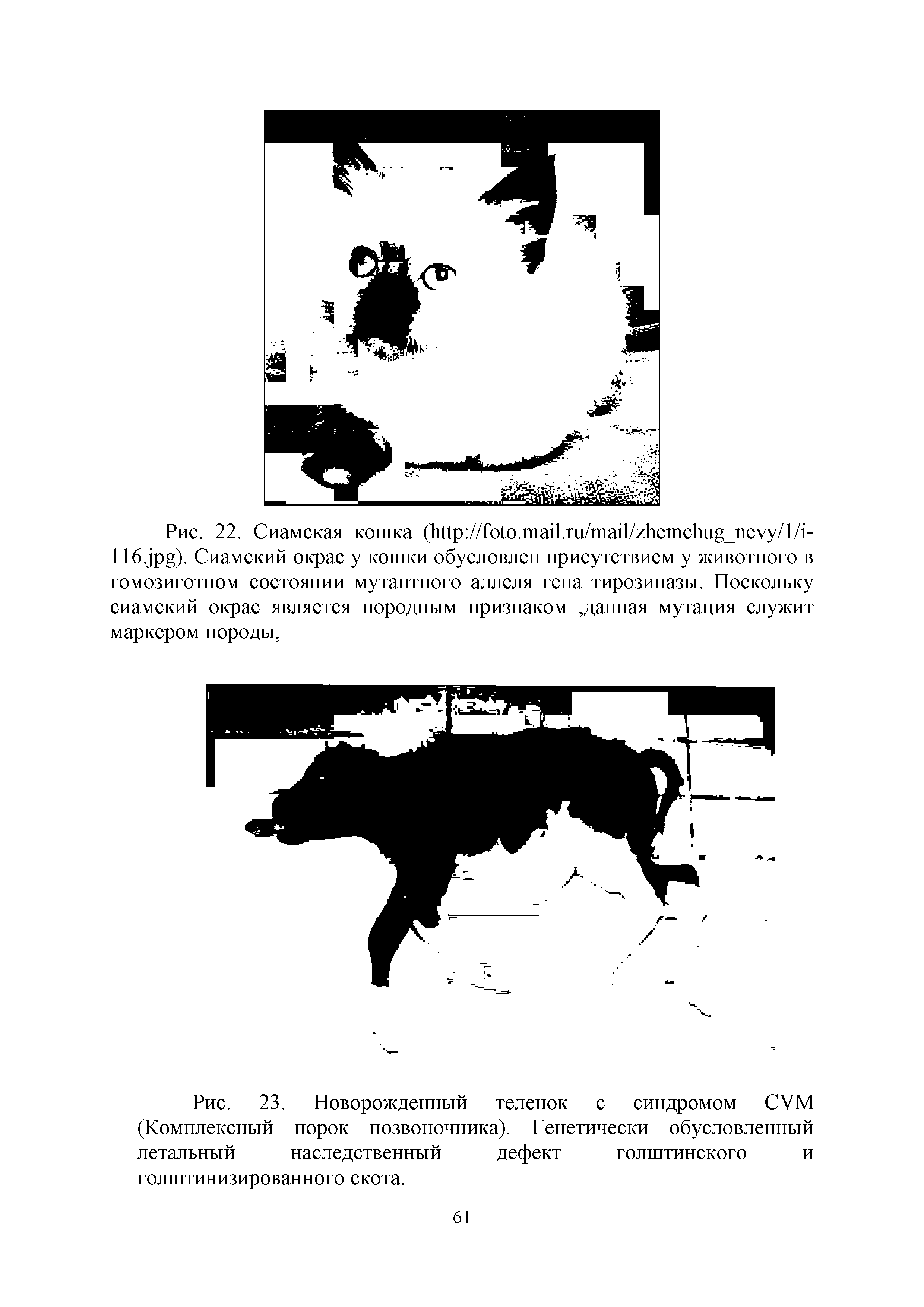 Рис. 23. Новорожденный теленок с синдромом СУМ (Комплексный порок позвоночника). Генетически обусловленный летальный наследственный дефект голштинского и голштинизированного скота.