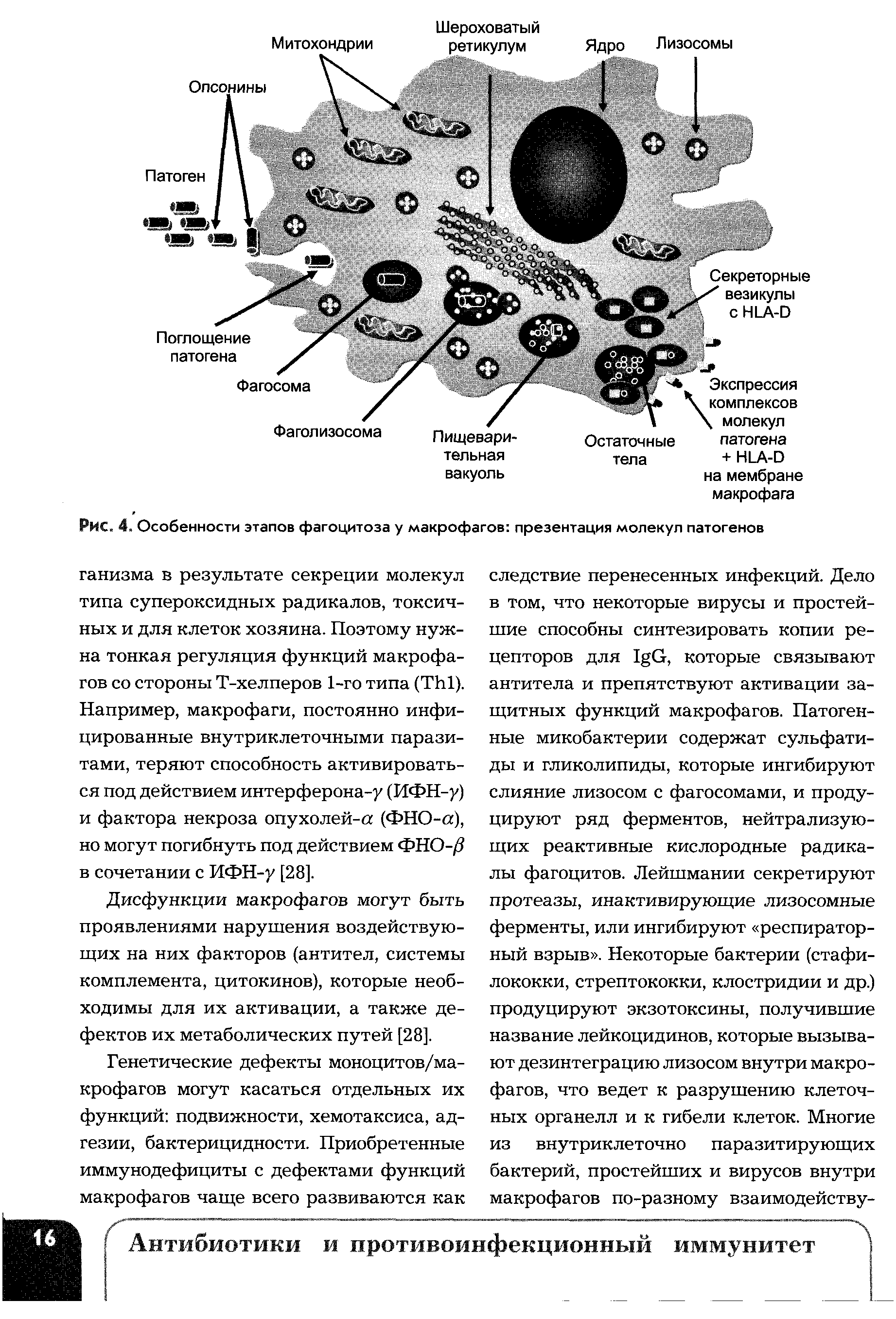 Рис. 4. Особенности этапов фагоцитоза у макрофагов презентация молекул патогенов...