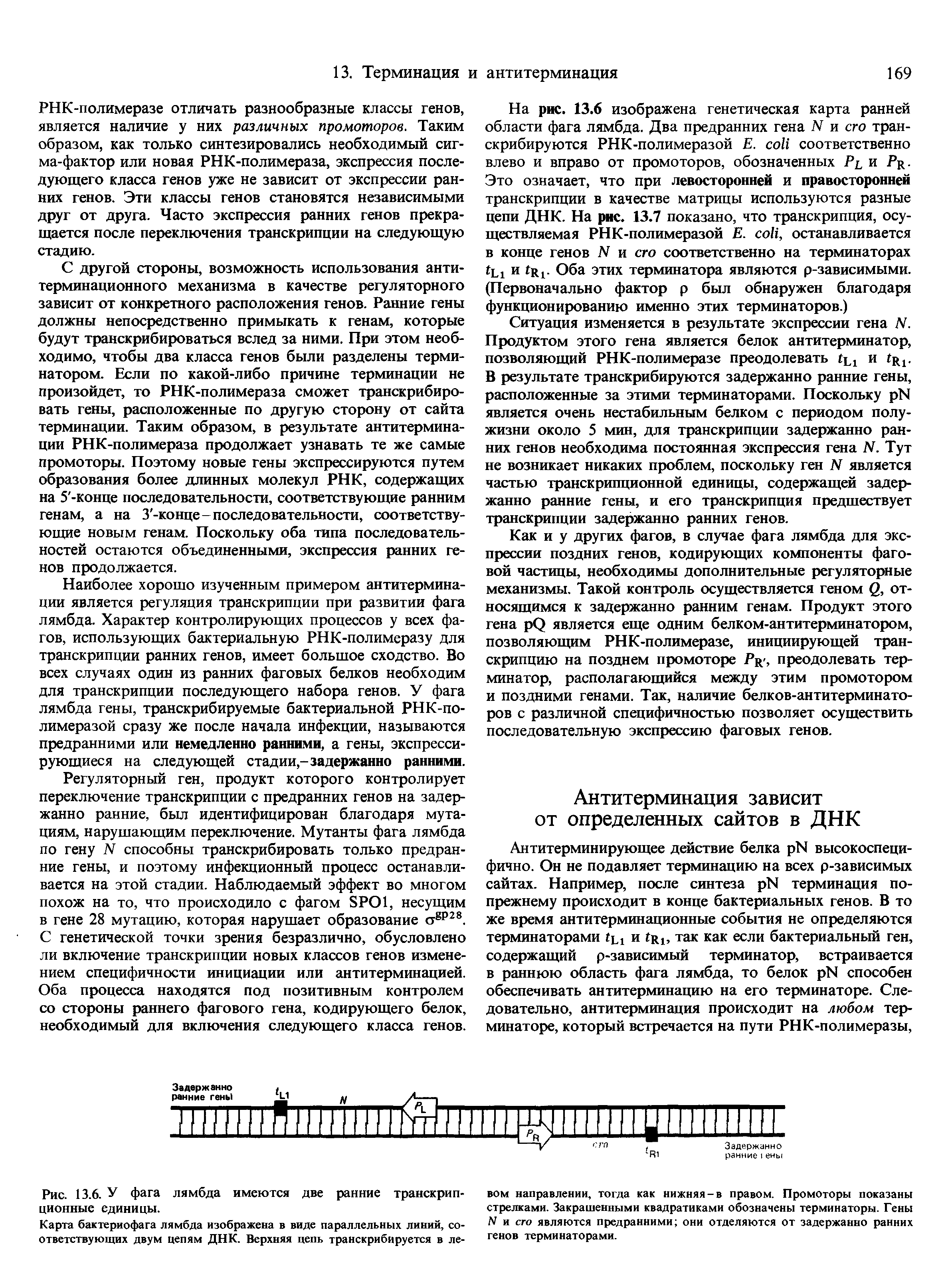 Рис. 13.6. У фага лямбда имеются две ранние транскрипционные единицы.