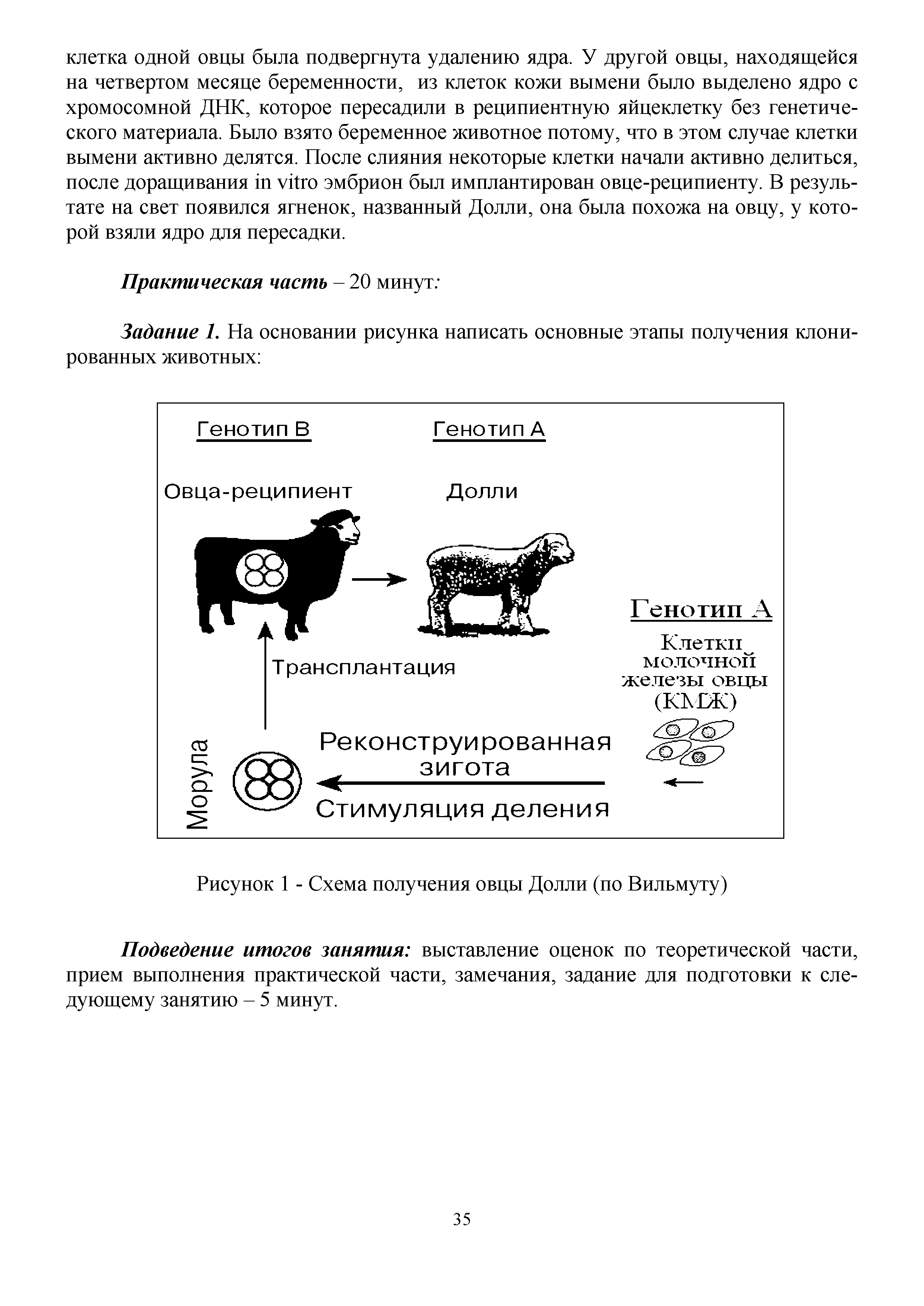 Рисунок 1 - Схема получения овцы Долли (по Вильмуту)...