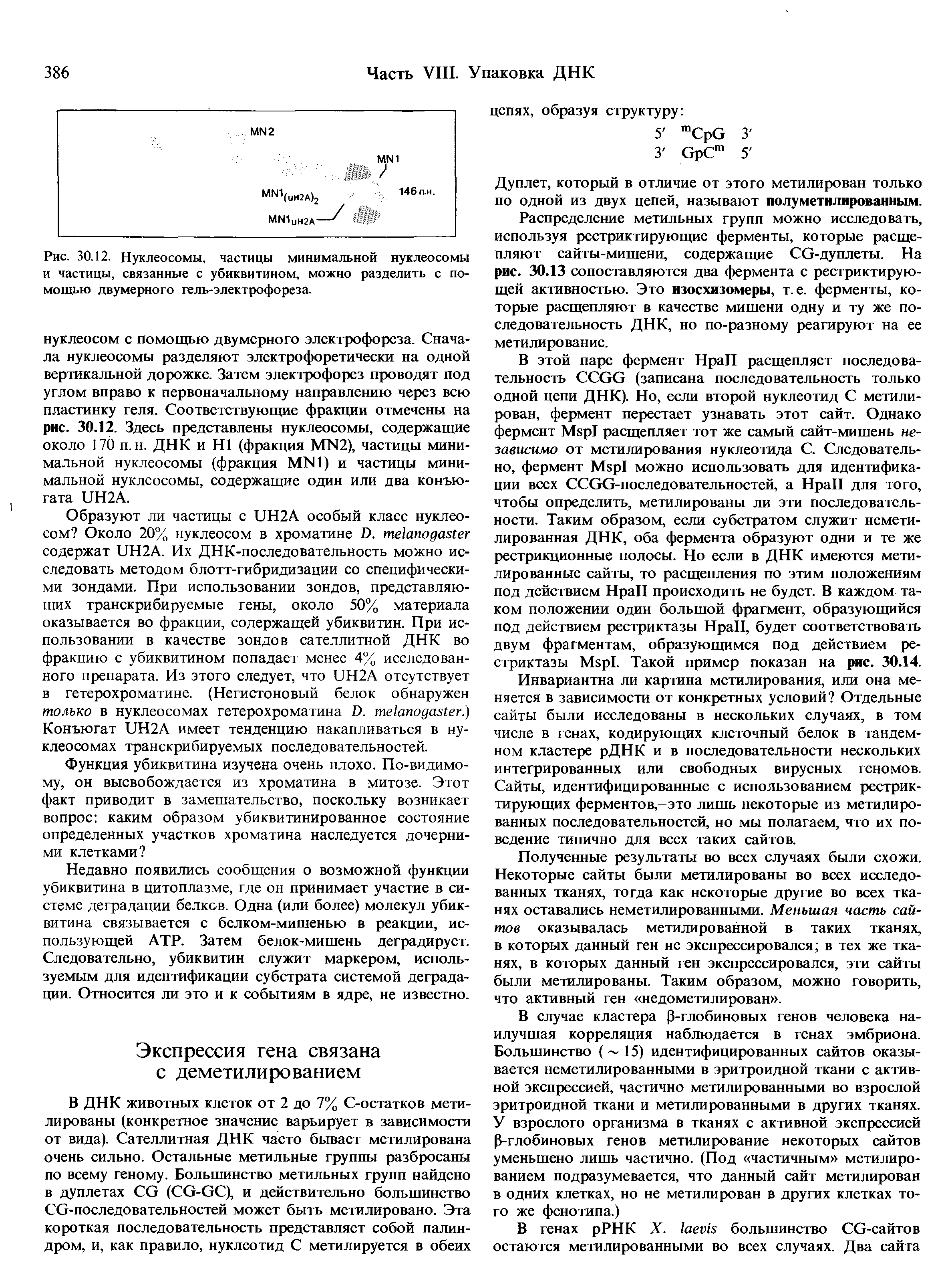 Рис. 30.12. Нуклеосомы, частицы минимальной нуклеосомы и частицы, связанные с убиквитином, можно разделить с помощью двумерного гель-электрофореза.