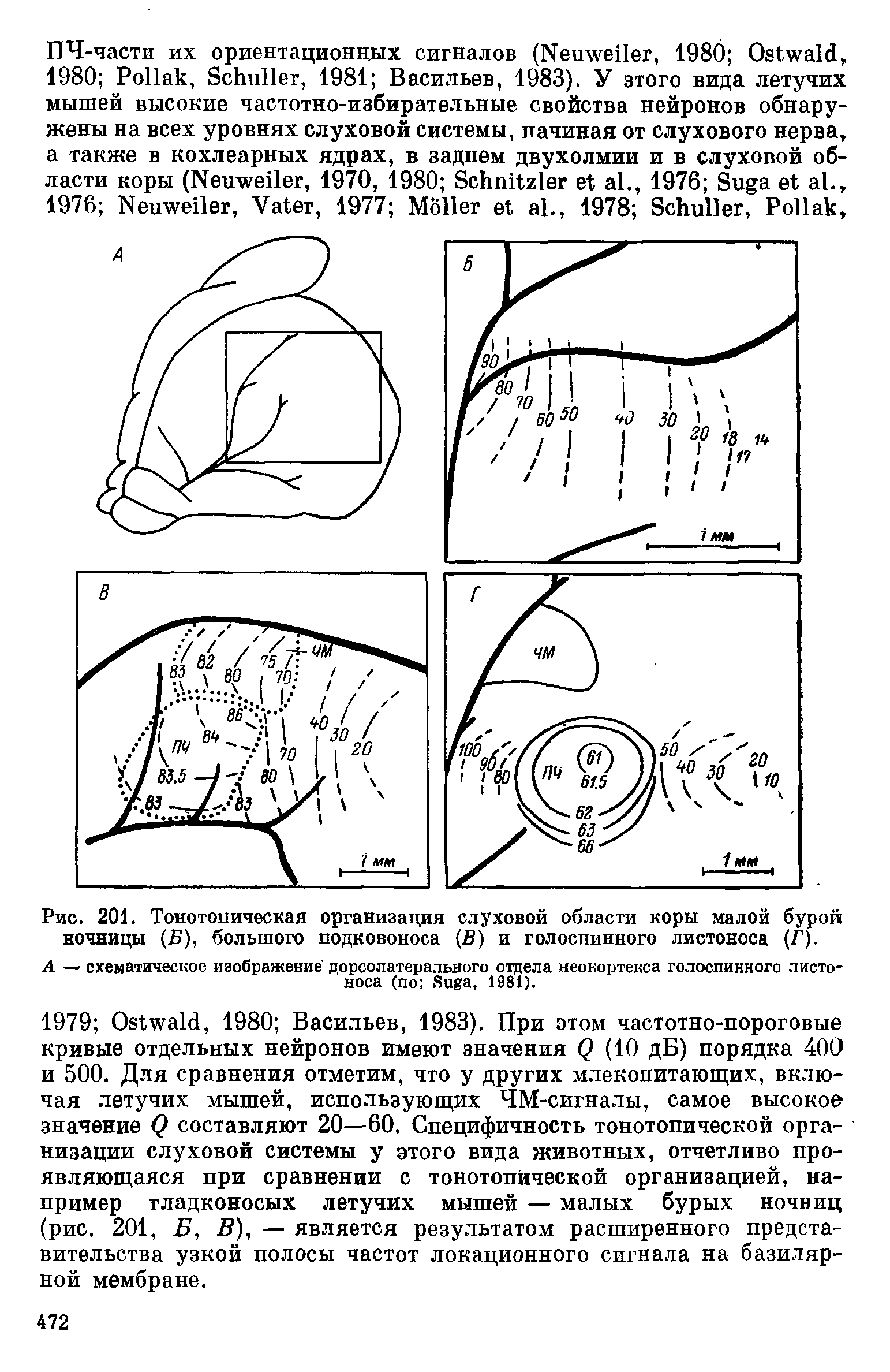 Рис. 201. Тонотопическая организация слуховой области коры малой бурой ночницы (Б), большого подковоноса (В) и голоспинного листоноса (Г).