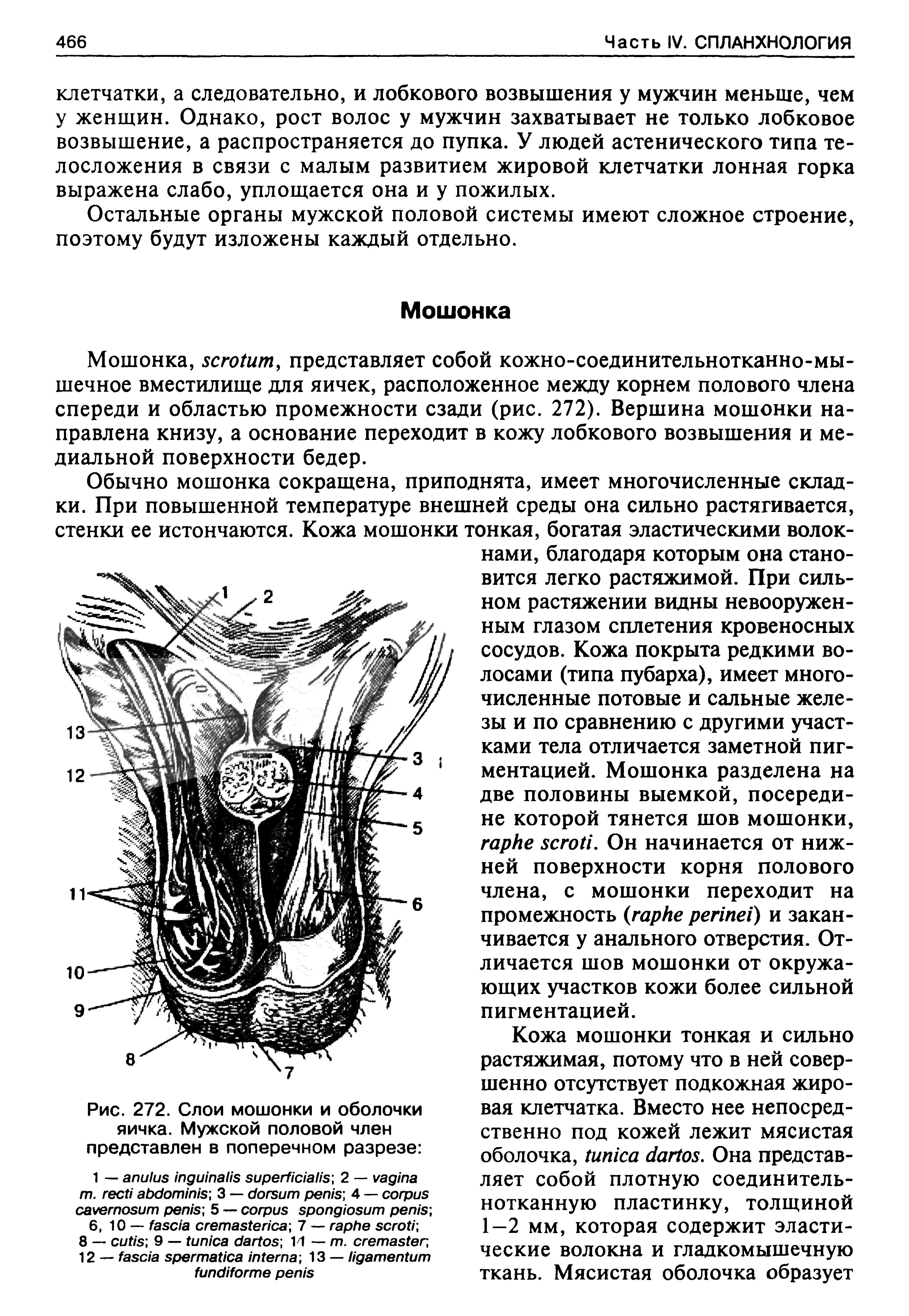 Рис. 272. Слои мошонки и оболочки яичка. Мужской половой член представлен в поперечном разрезе ...