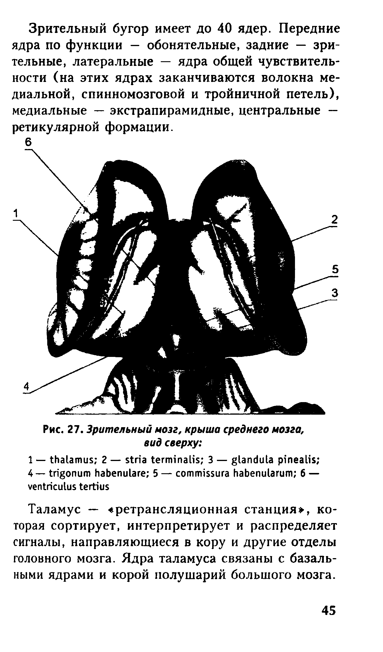 Рис. 27. Зрительный мозг, крыша среднего мозга, вид сверху ...