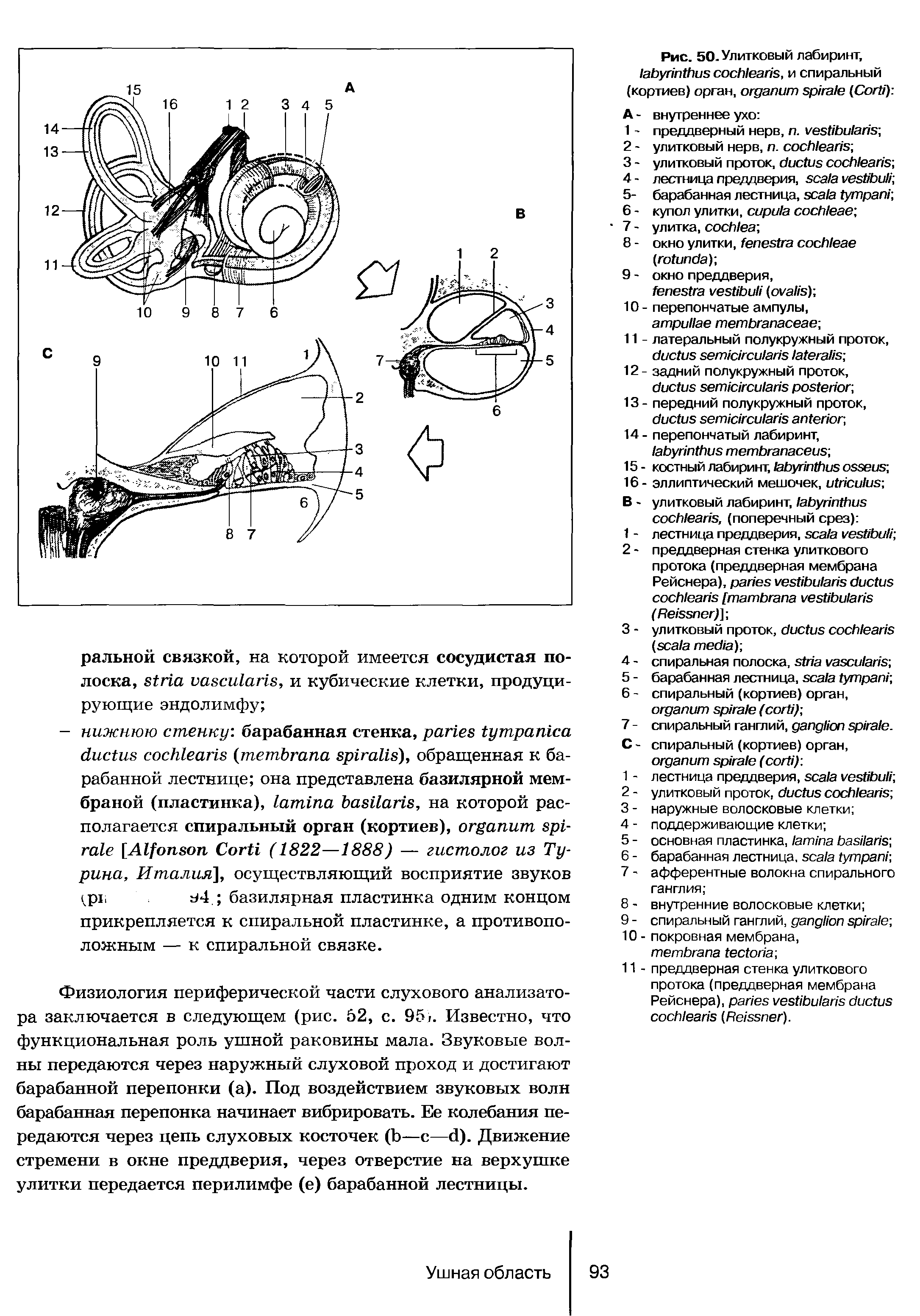 Рис. 50. Улитковый лабиринт, , и спиральный (кортиев) орган, (C ) А - внутреннее ухо ...