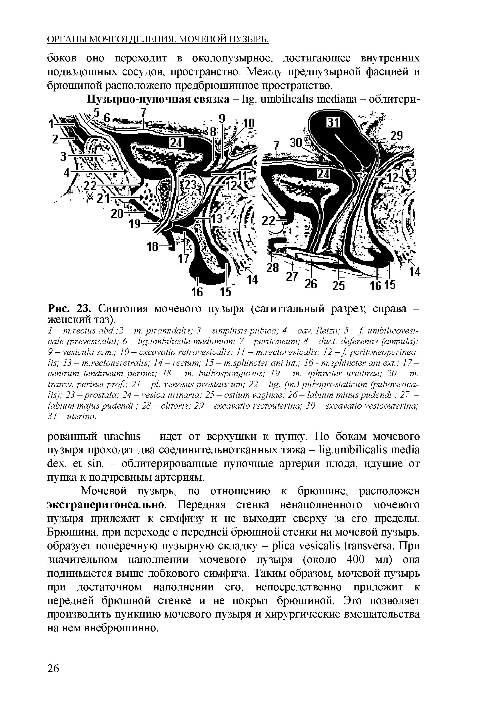 Рис. 23. Синтопия мочевого пузыря (сагиттальный разрез справа -женский таз).