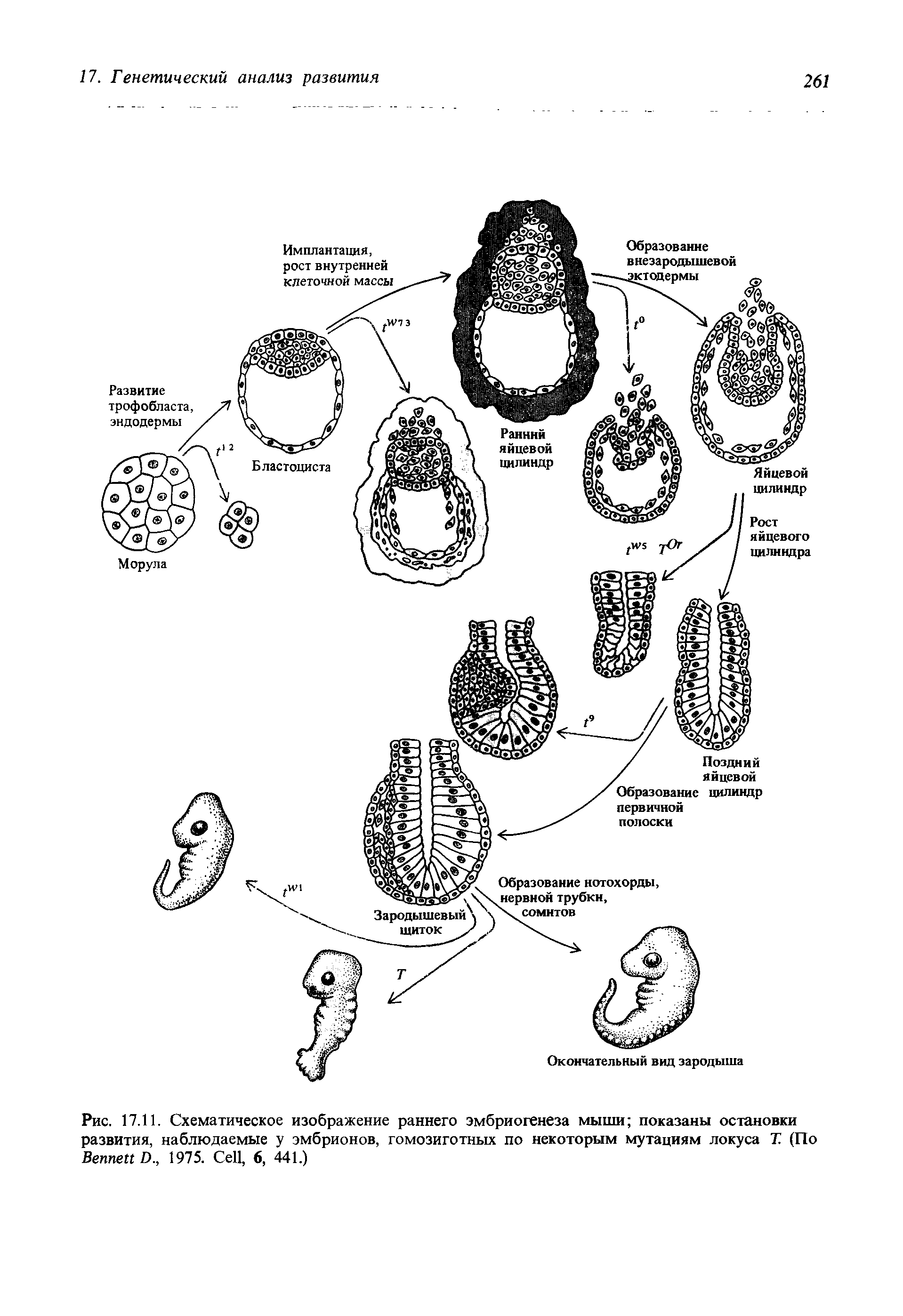 Рис. 17.11. Схематическое изображение раннего эмбриогенеза мыши показаны остановки развития, наблюдаемые у эмбрионов, гомозиготных по некоторым мутациям локуса Т. (По B D., 1975. C , 6, 441.)...