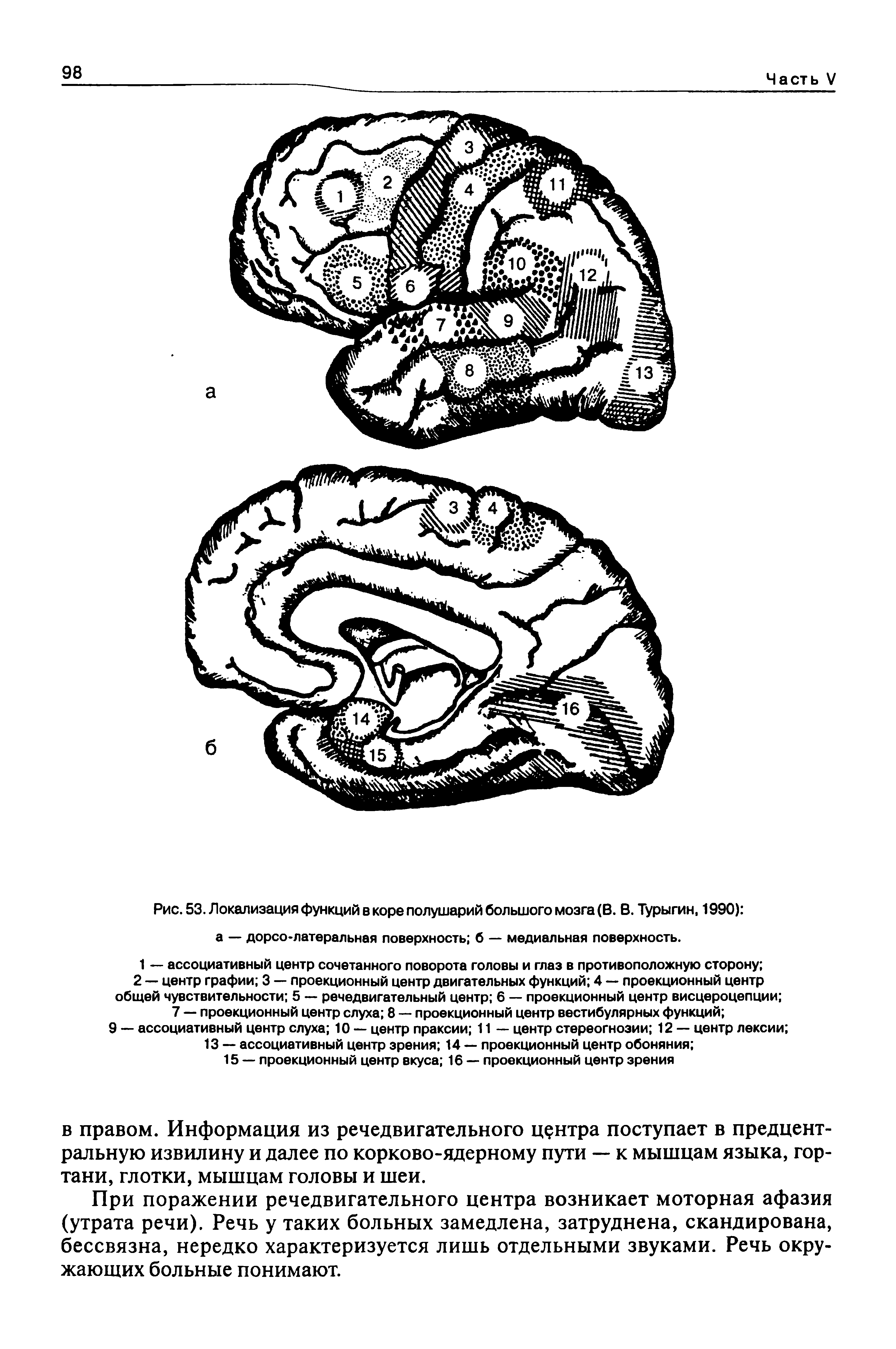 Рис. 53. Локализация функций в коре полушарий большого мозга (В. В. Турыгин, 1990) ...
