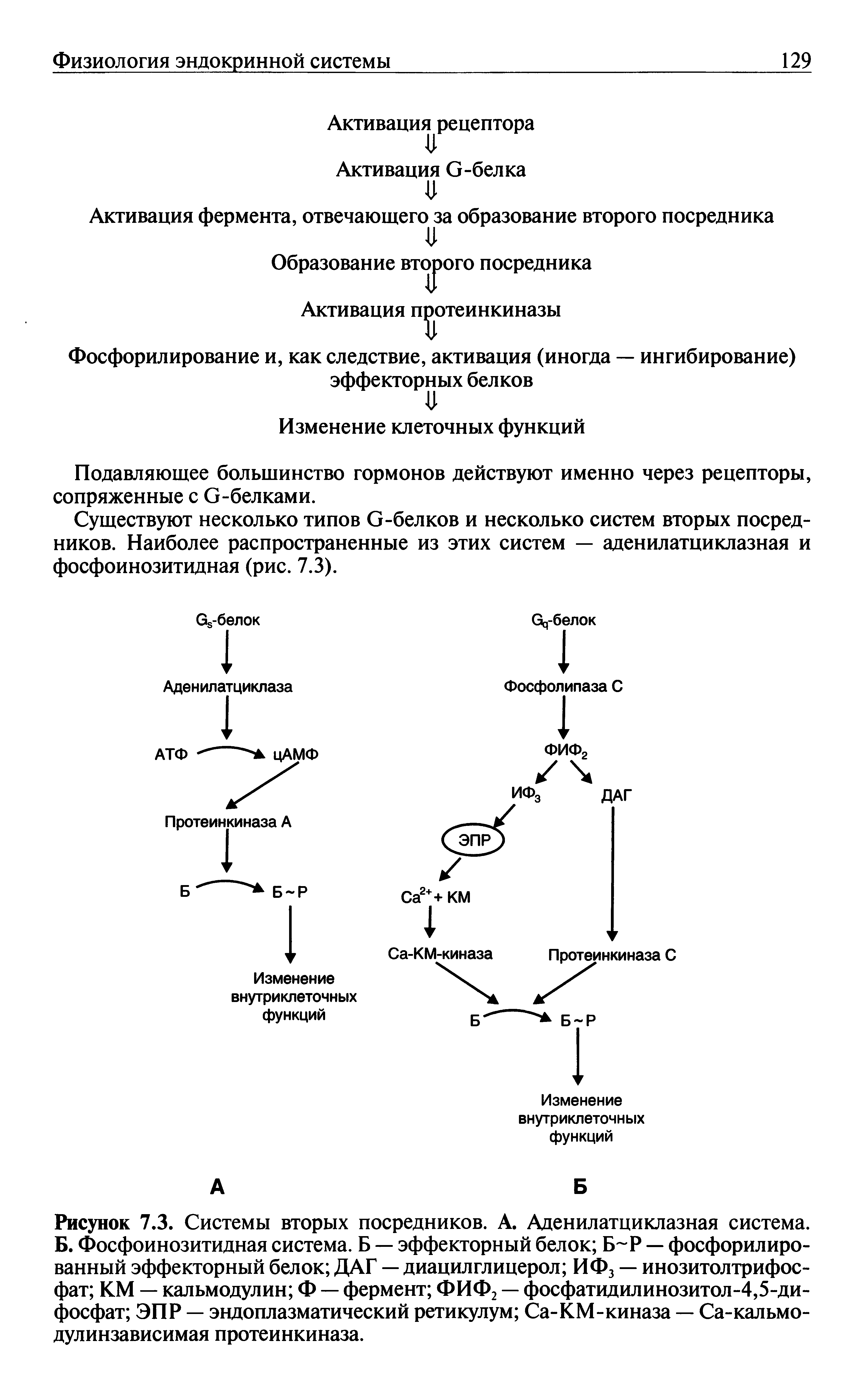 Рисунок 7.3. Системы вторых посредников. А. Аденилатциклазная система. Б. Фосфоинозитидная система. Б — эффекторный белок Б Р — фосфорилированный эффекторный белок ДАГ — диацилглицерол ИФ3 — инозитолтрифосфат КМ — кальмодулин Ф — фермент ФИФ2 — фосфатидилинозитол-4,5-ди-фосфат ЭПР — эндоплазматический ретикулум Са-КМ-киназа — Са-кальмо-дулинзависимая протеинкиназа.