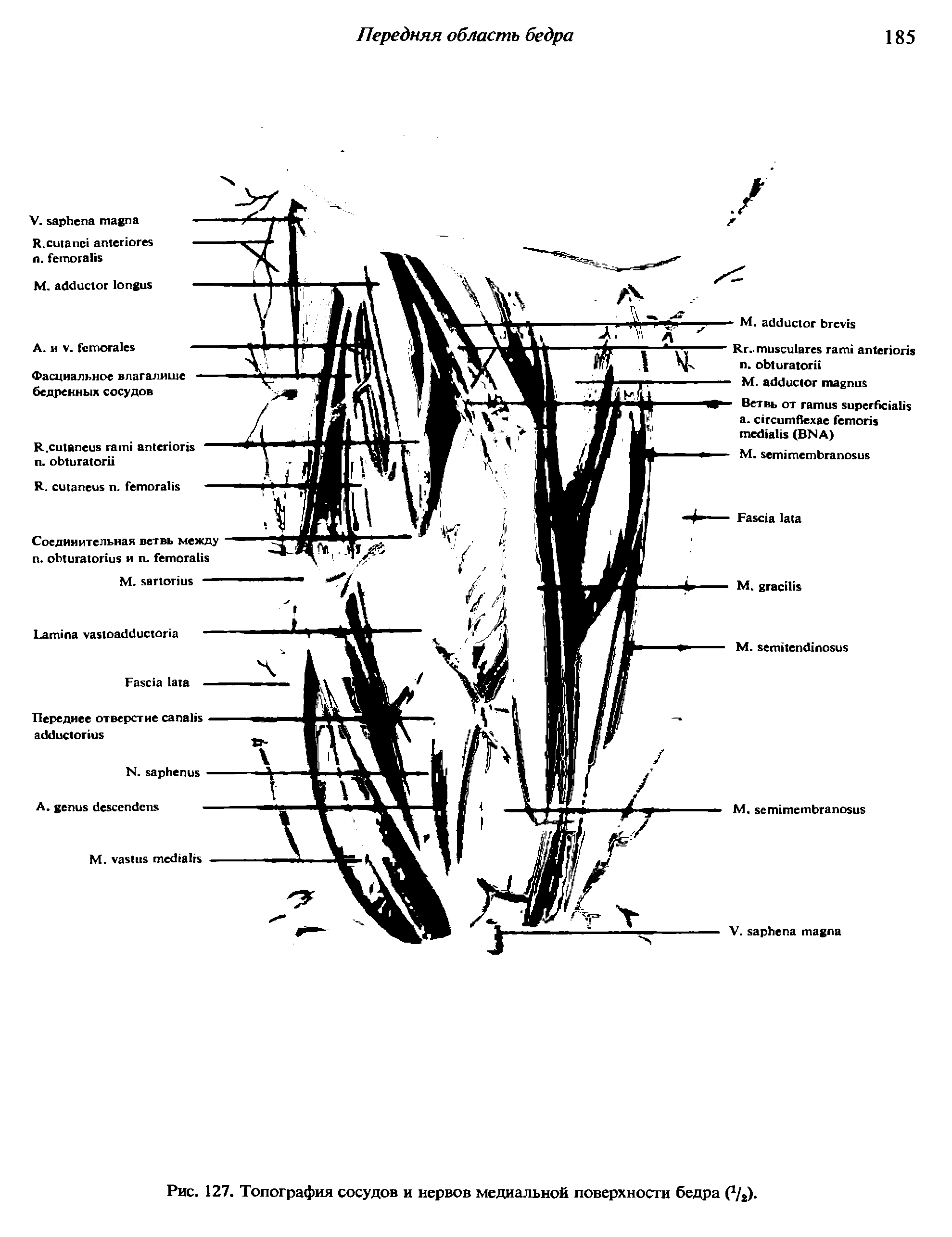 Рис. 127. Топография сосудов и нервов медиальной поверхности бедра...